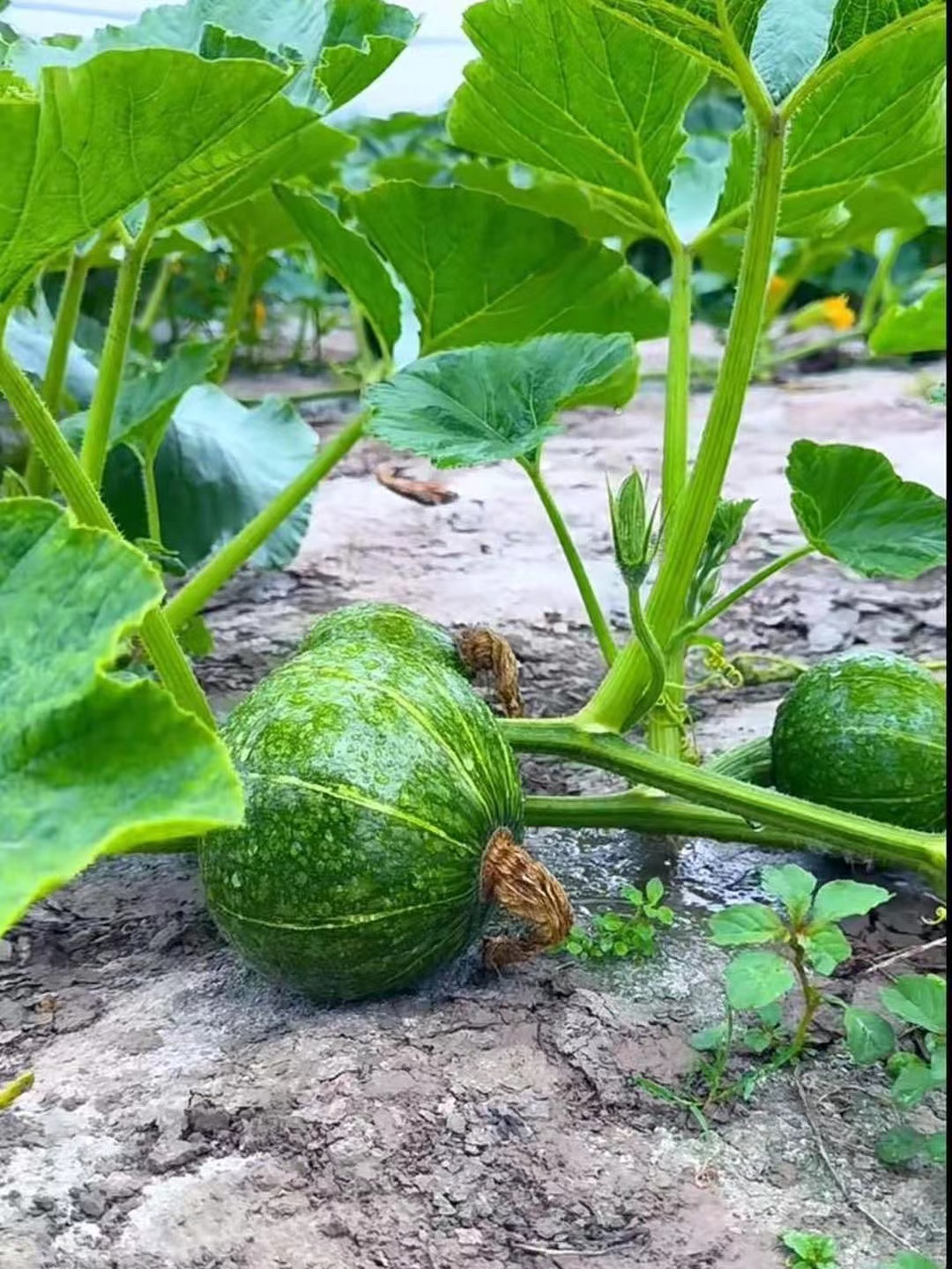 准备做南瓜大餐,口感绝佳,特别是南瓜炖排骨.