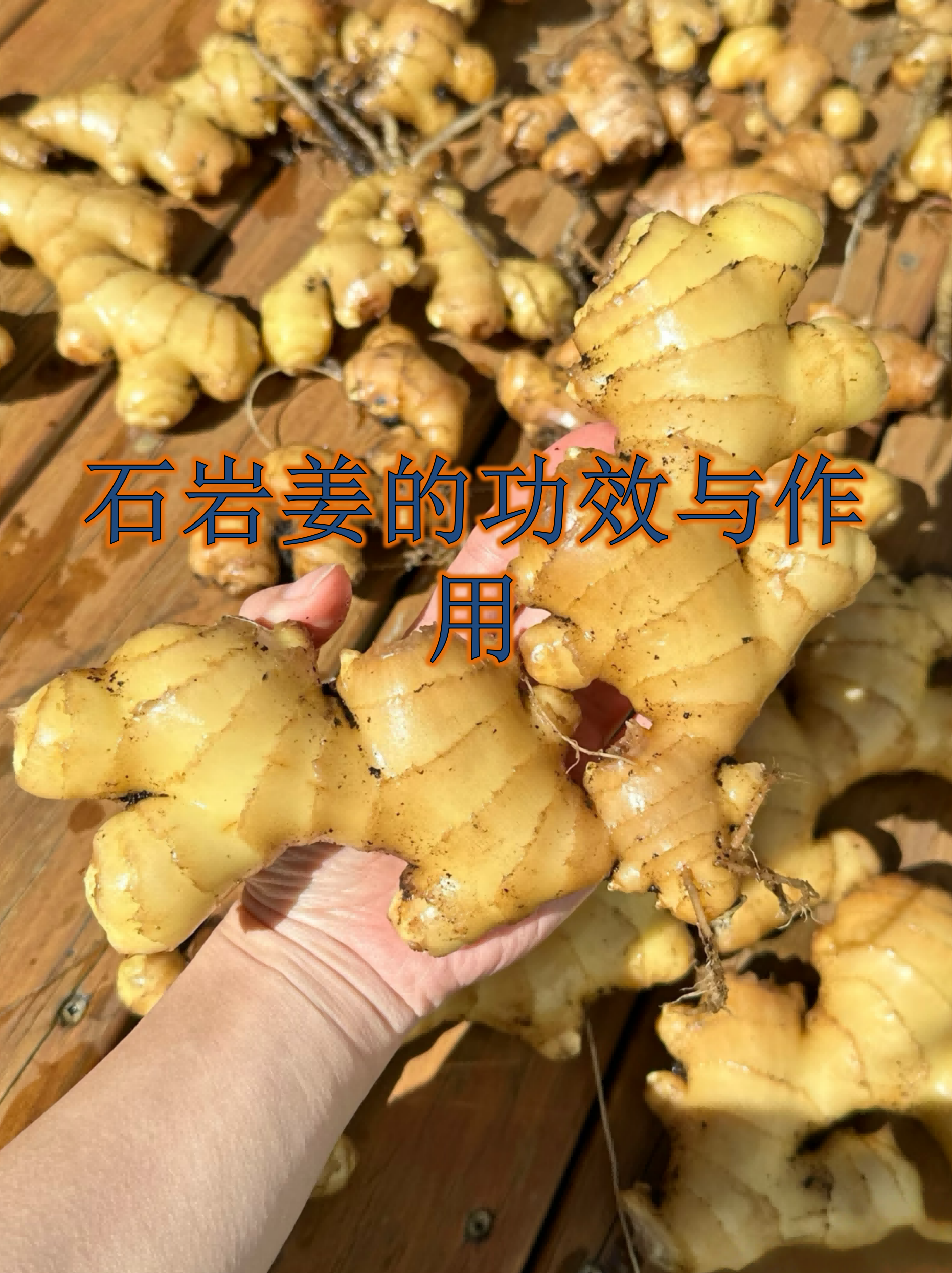 石岩姜是民间常用的中草药,因其独特的叶片形状