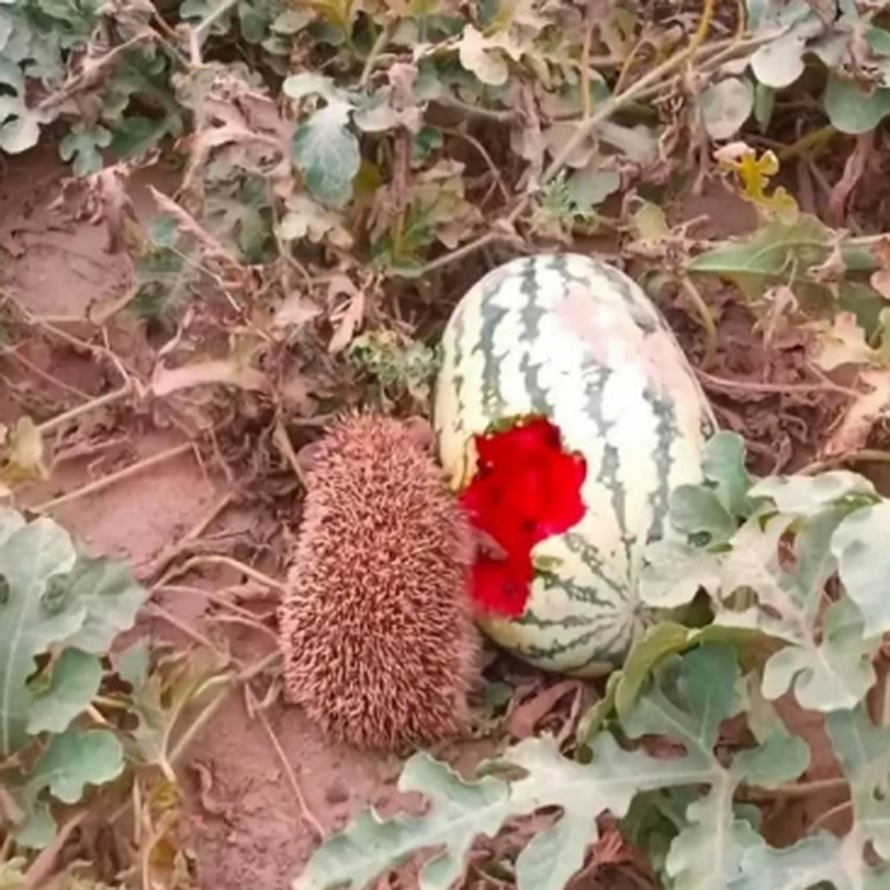 当我发现那只狡黠的小刺猬,正在偷吃着西瓜,我不禁陷入了沉思.