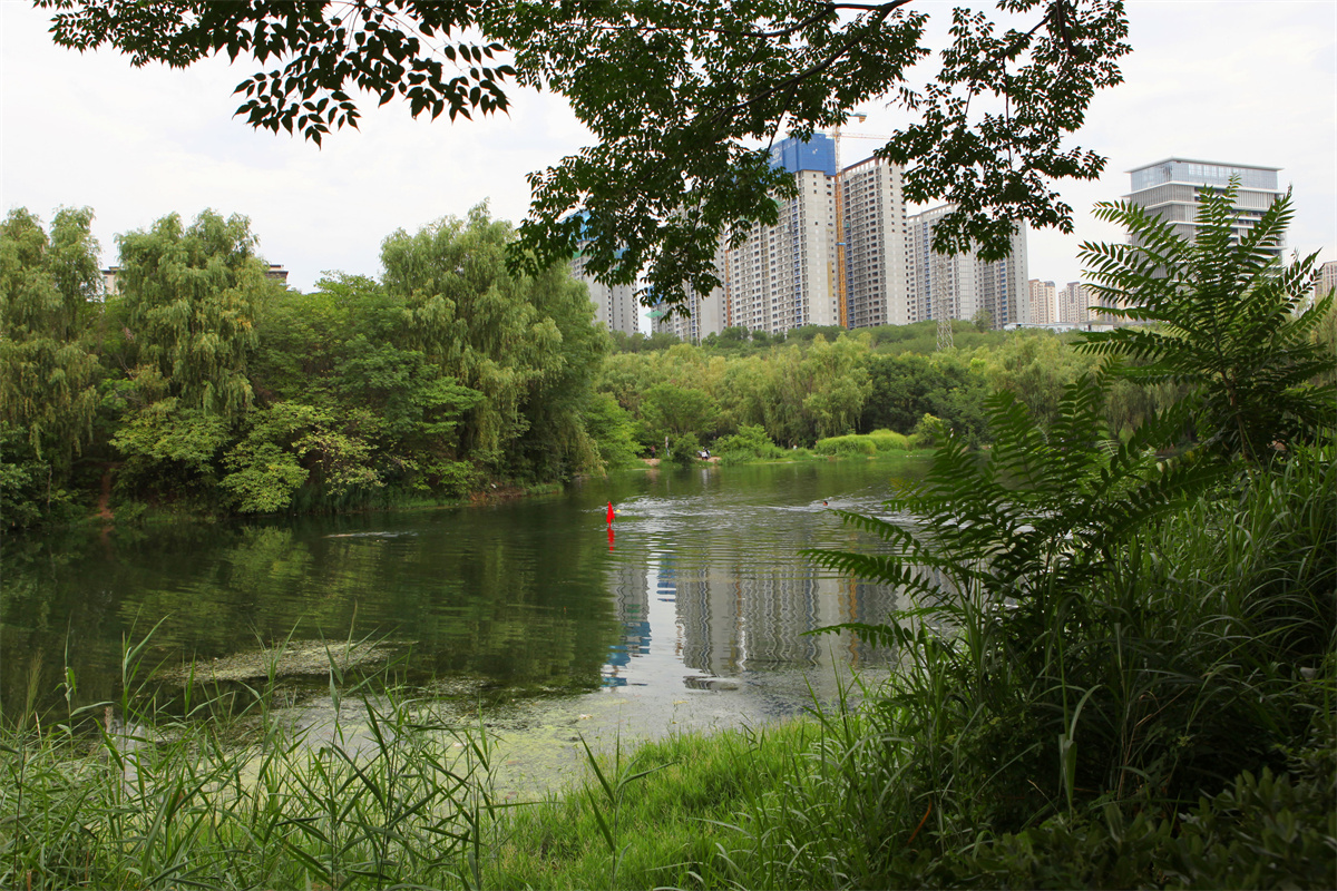 西安市雁鸣湖,这颗镶嵌在浐河西岸的生态明珠,位于浐灞生态区核心地带