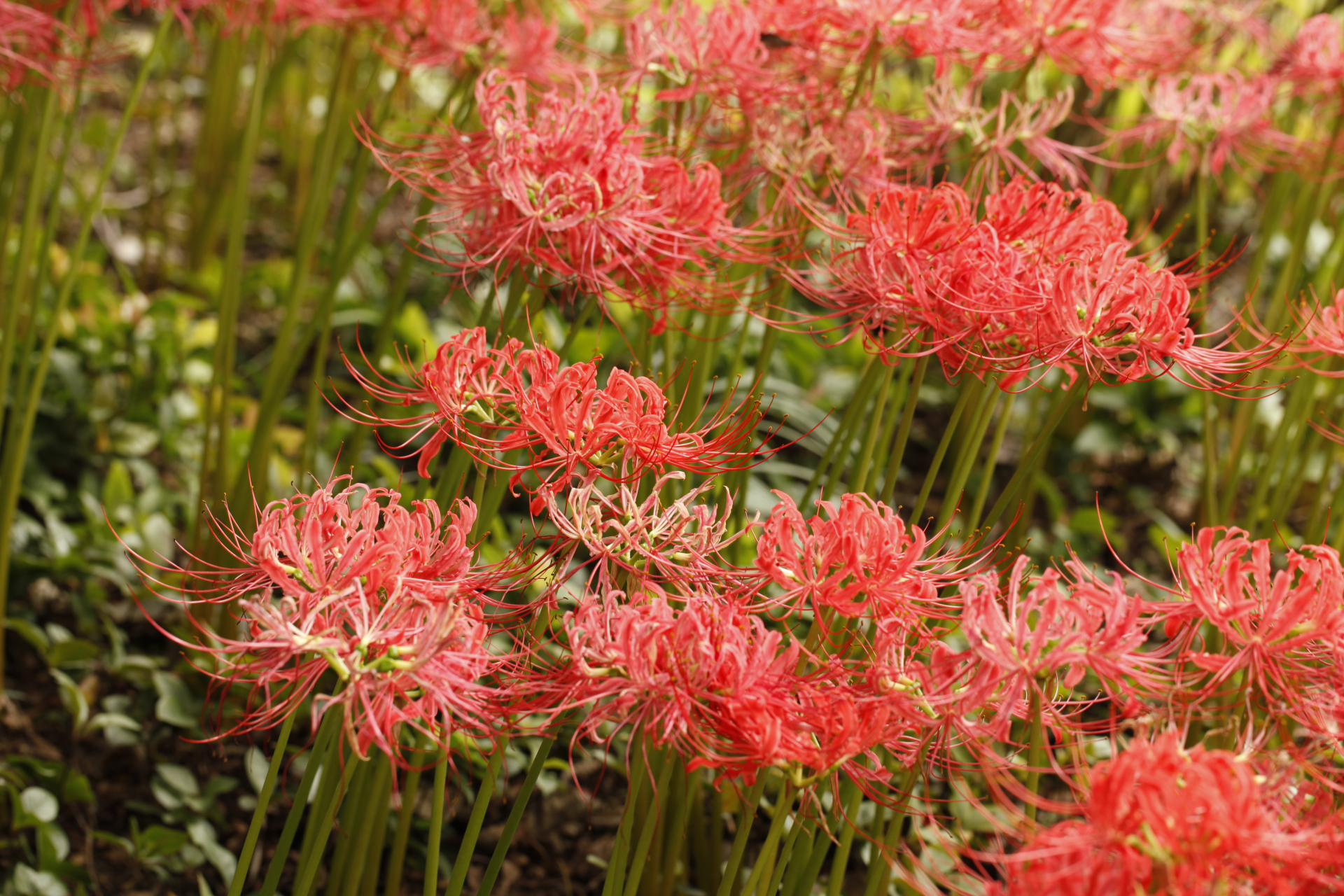 今日恰逢中元之节,思绪不由自主地飘向了幽冥彼岸那抹神秘