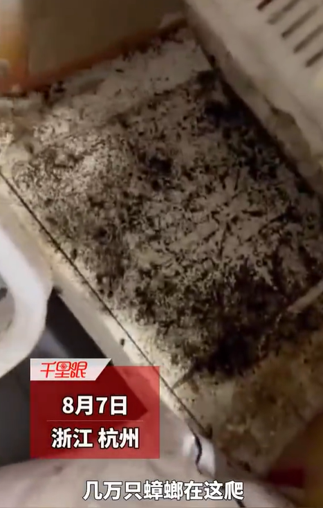 厨房为什么会有蟑螂