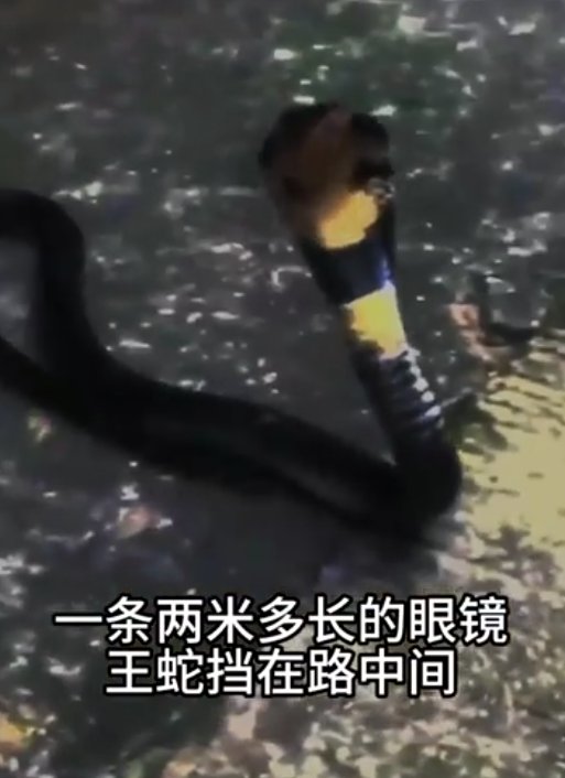 土狗蛇有毒吗田园蛇眼镜蛇和眼镜王蛇攻击图片眼镜王蛇粗吗土狗子蛇