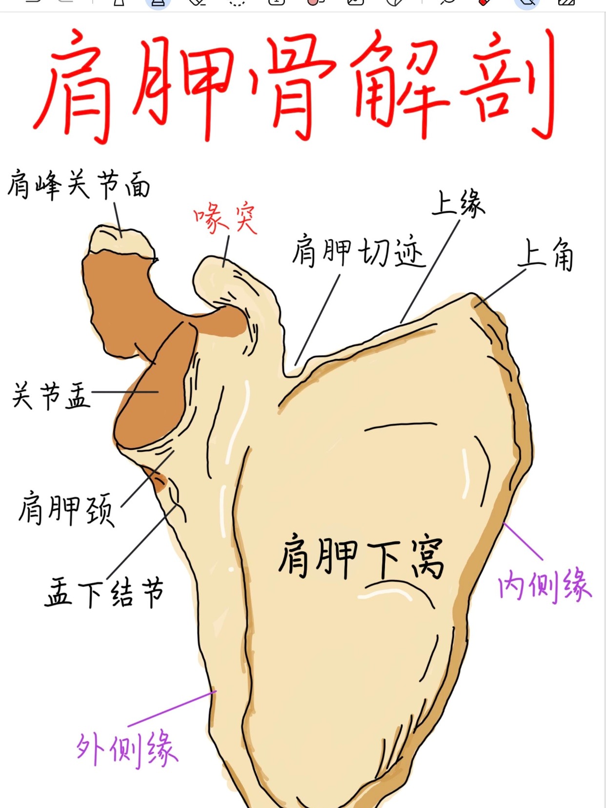 肩胛骨介于第 2～7 肋之间.可分为两个面,三个角和三个缘