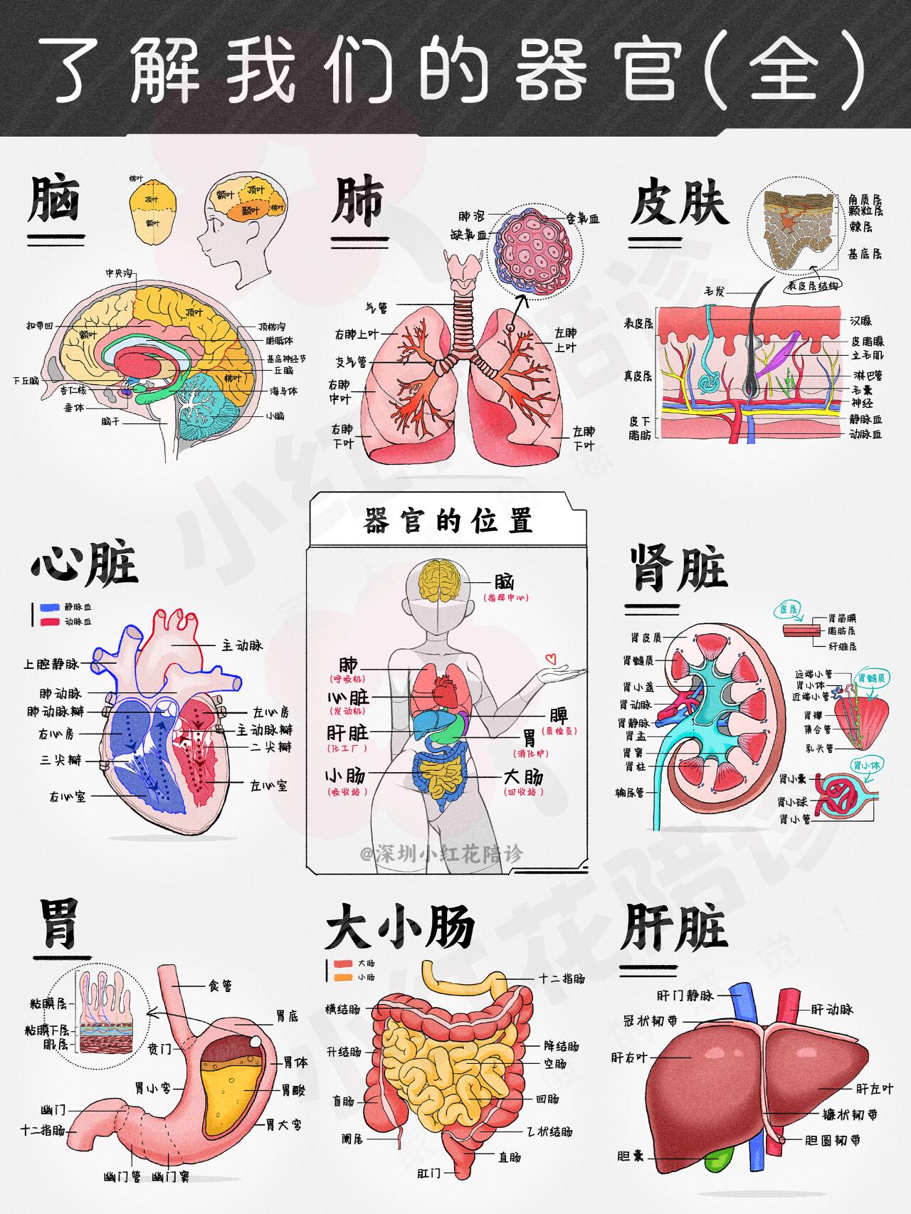 生物人体八大系统人体九大器官器官图对应图图解内脏系统的组成与功能