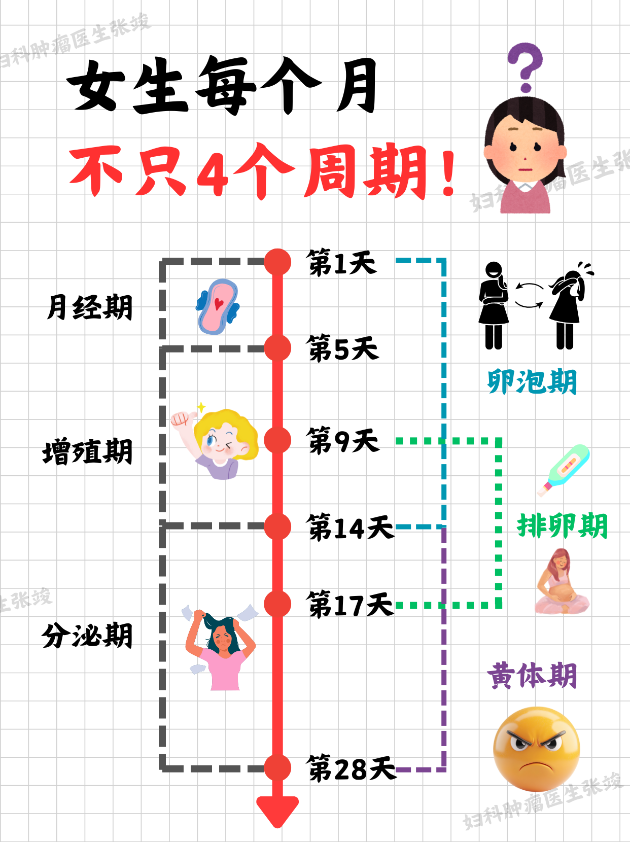 月经周期:卵泡期,黄体期,排卵期到底是啥	