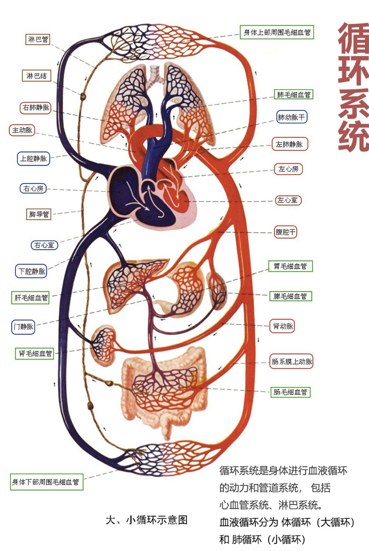 淋巴系统由淋巴管道