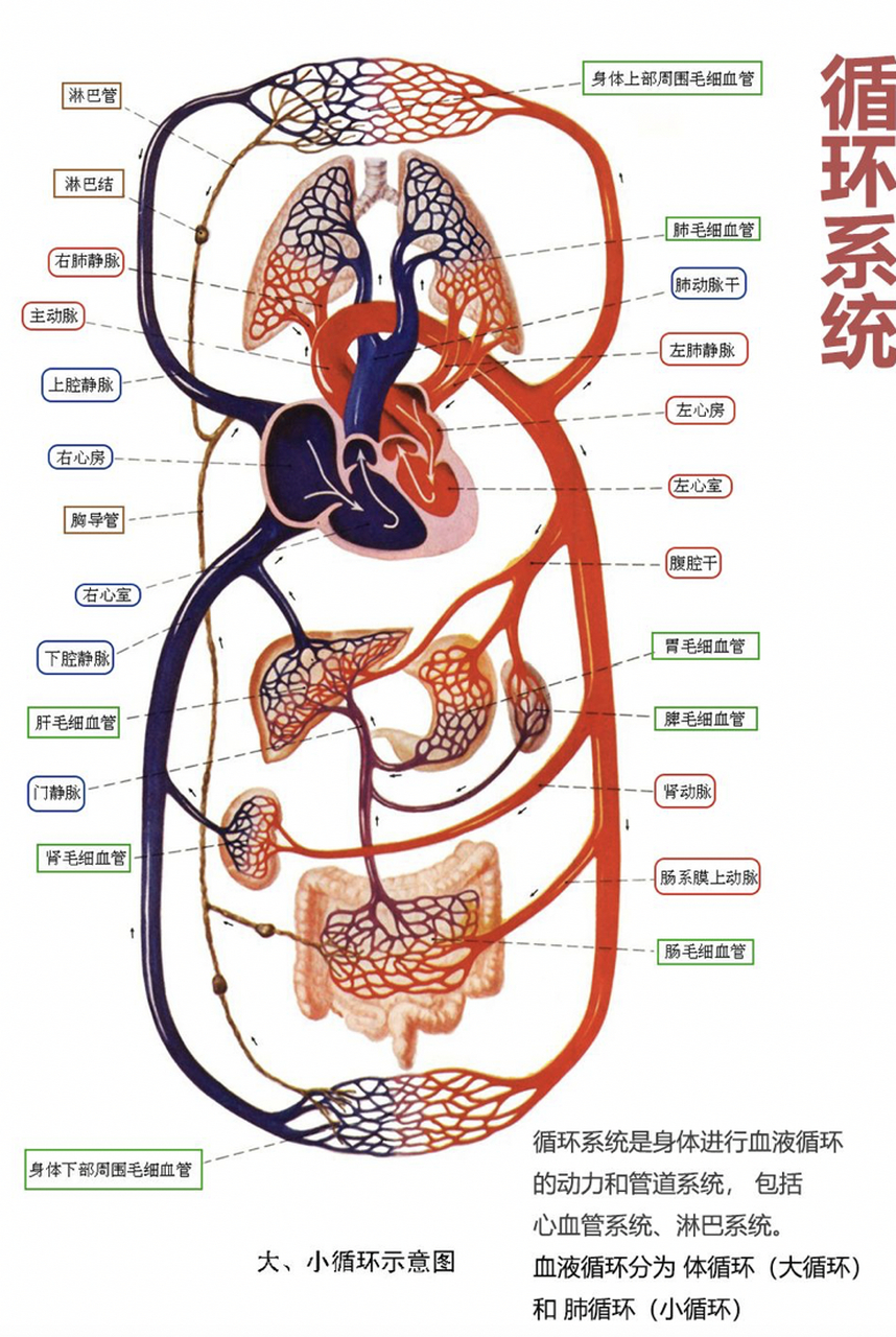 血液循环详细示意图