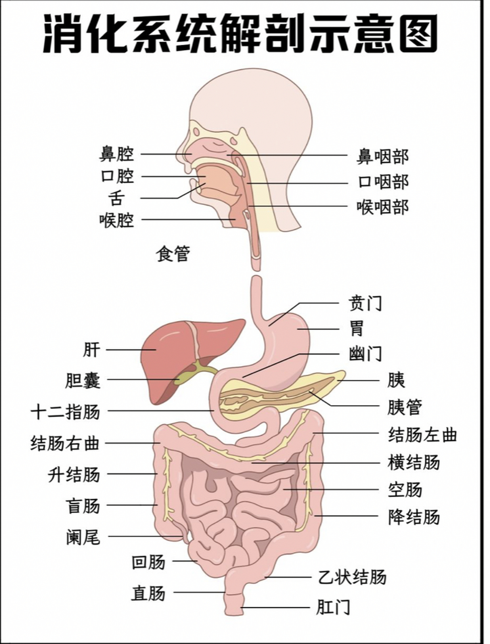 人体消化流程图简笔画图片