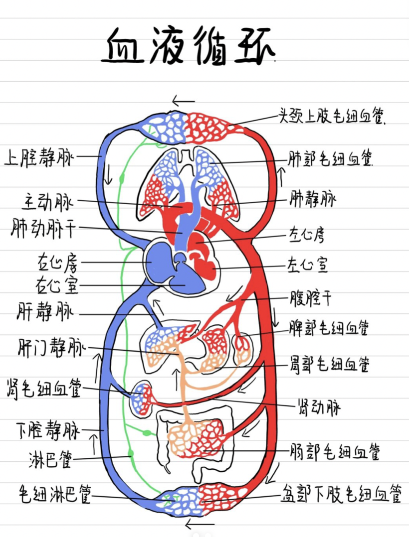 体循环:左心室→主动脉→各级动脉→组织处毛细血管→各级静脉→上,下