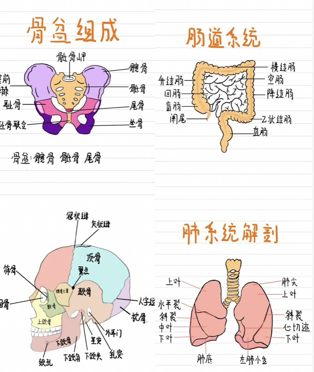 解剖绘图合集❗建议点赞收藏 这里是骨盆组成,肺系统解剖,肠道系统