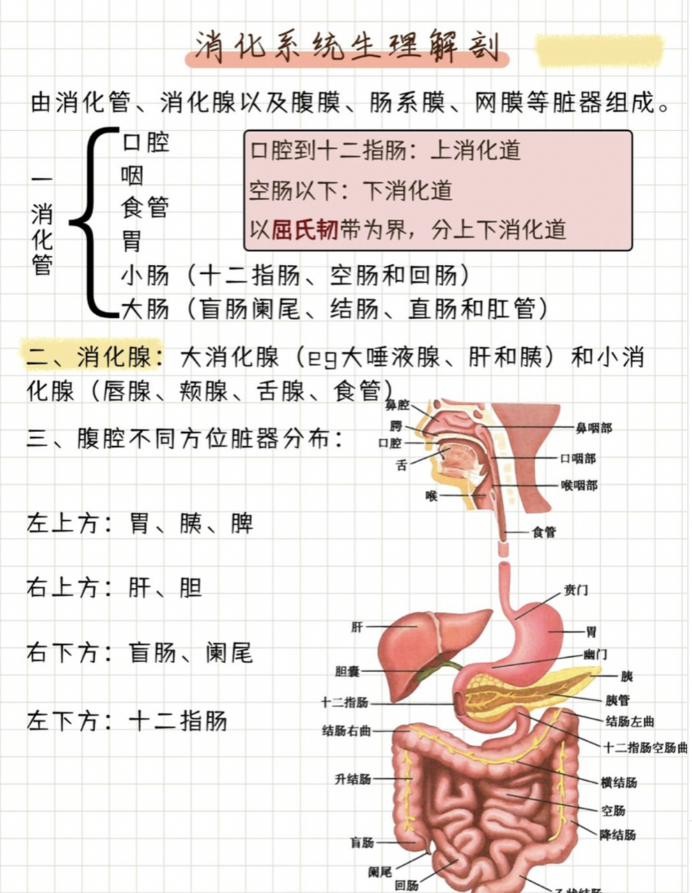 如何保护消化器官图片