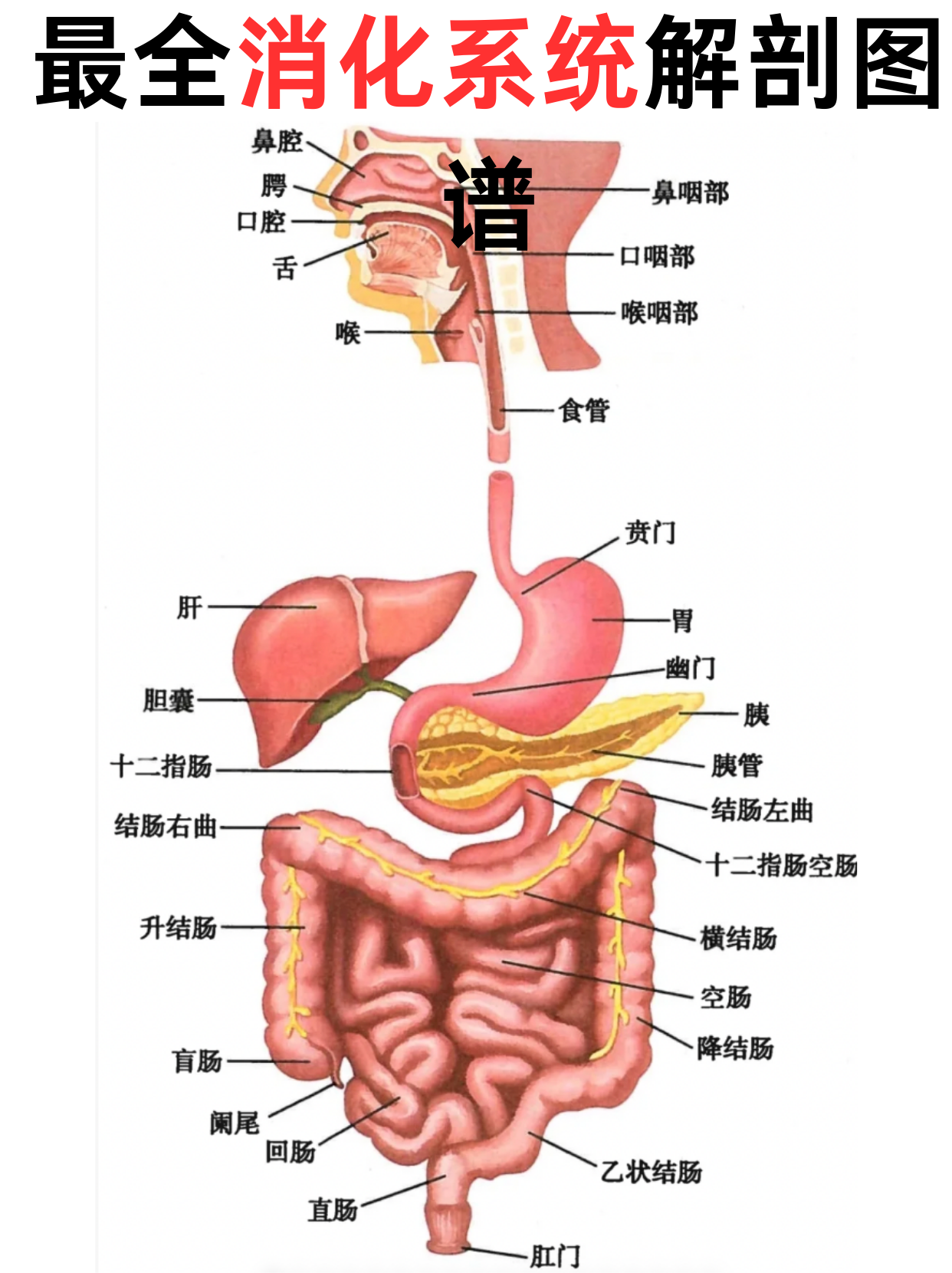 人体消化系统最全知识点整理 姐妹们!