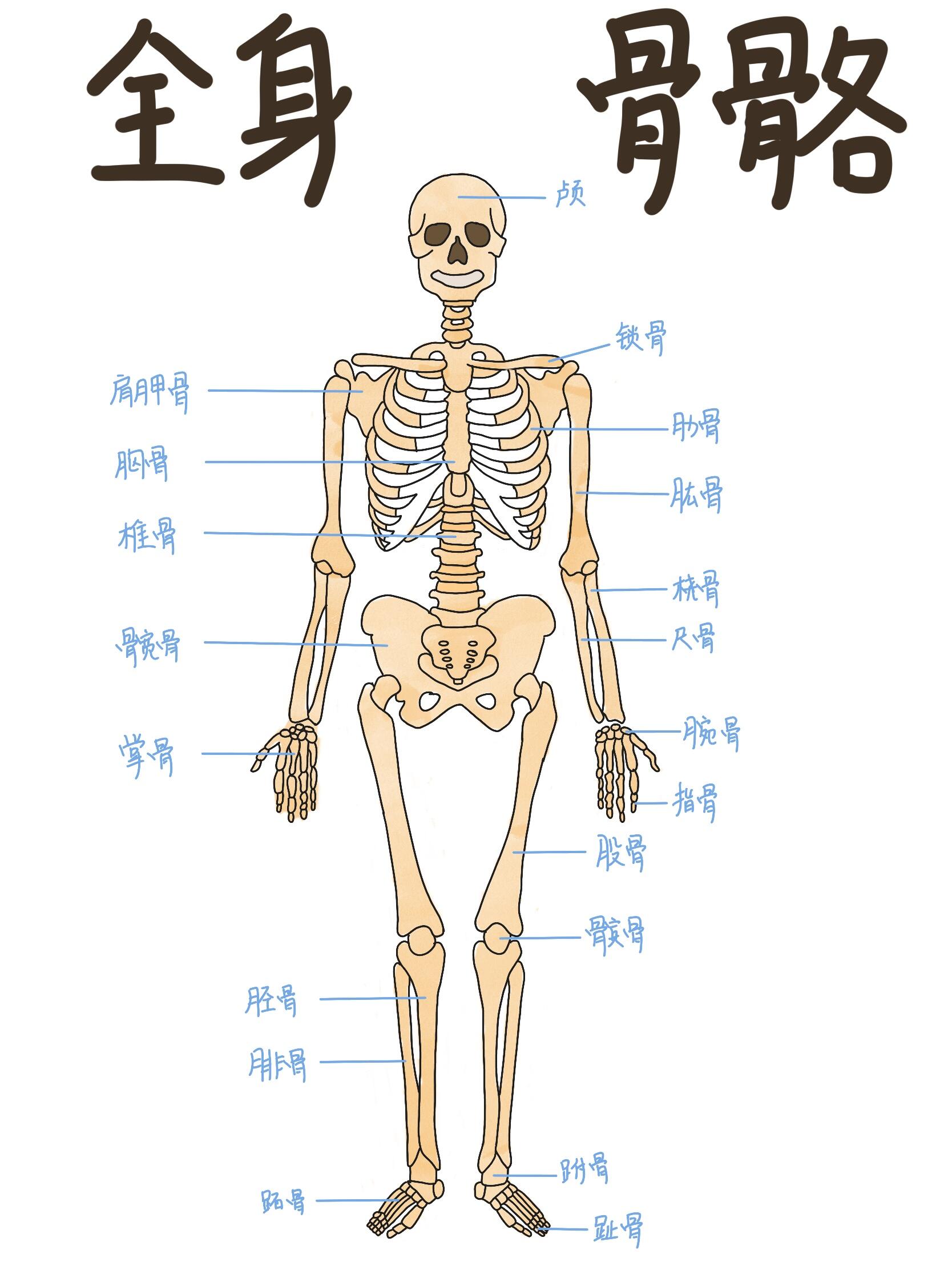 人体骨骼图中骨骼是由骨膜,骨质以及骨髓组成的,人体一共有206块骨头