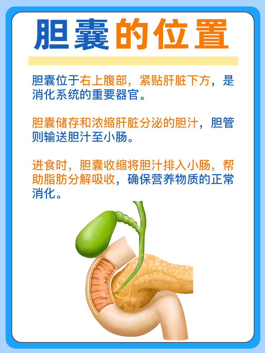 胆囊位于人体的右上腹部,紧贴着肝脏的下方,是人体重要的消化器官之一