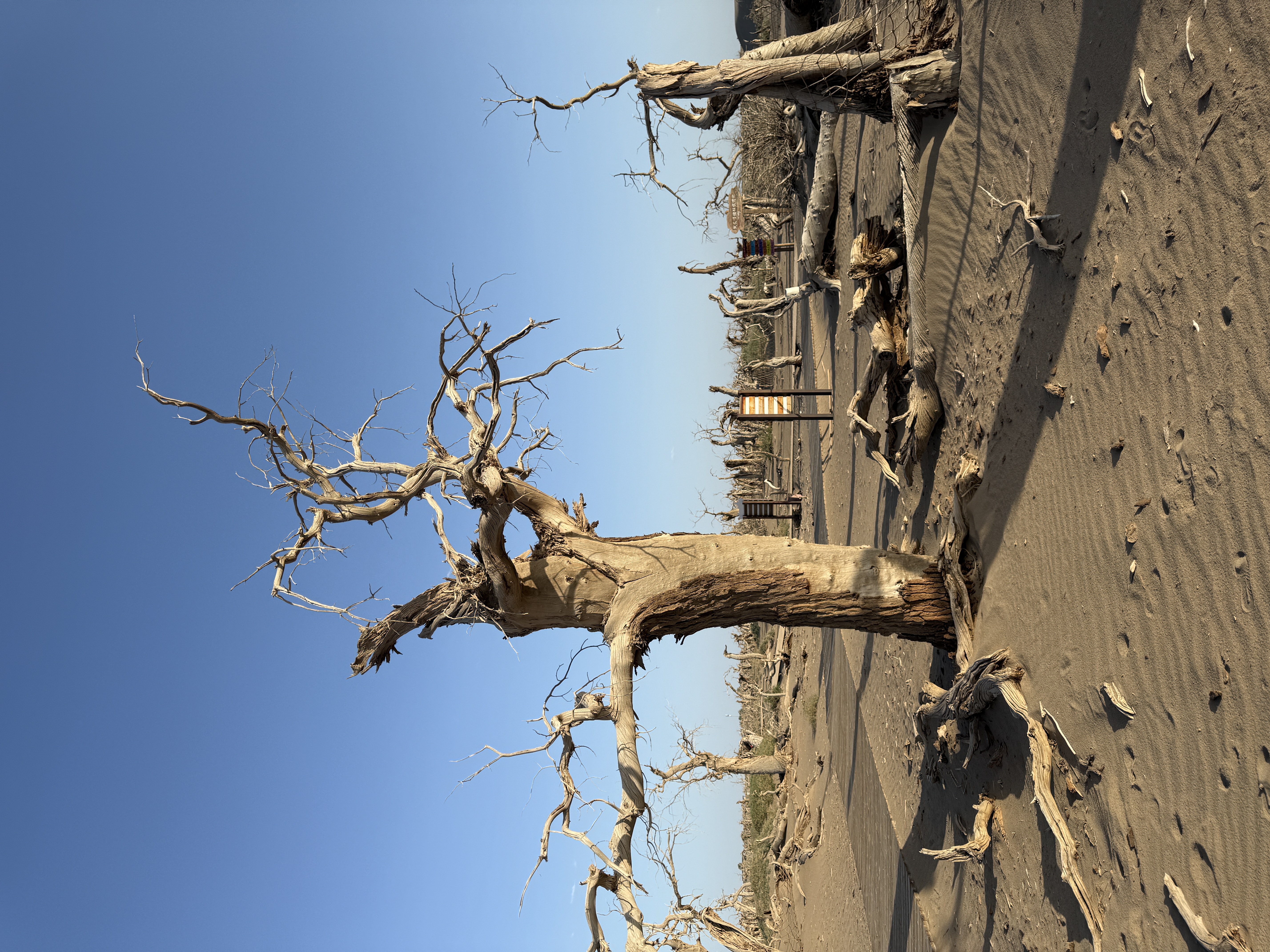 日程看点:居延海,策克口岸,额济纳旗博物馆,胡杨林,黑城遗址,怪树林