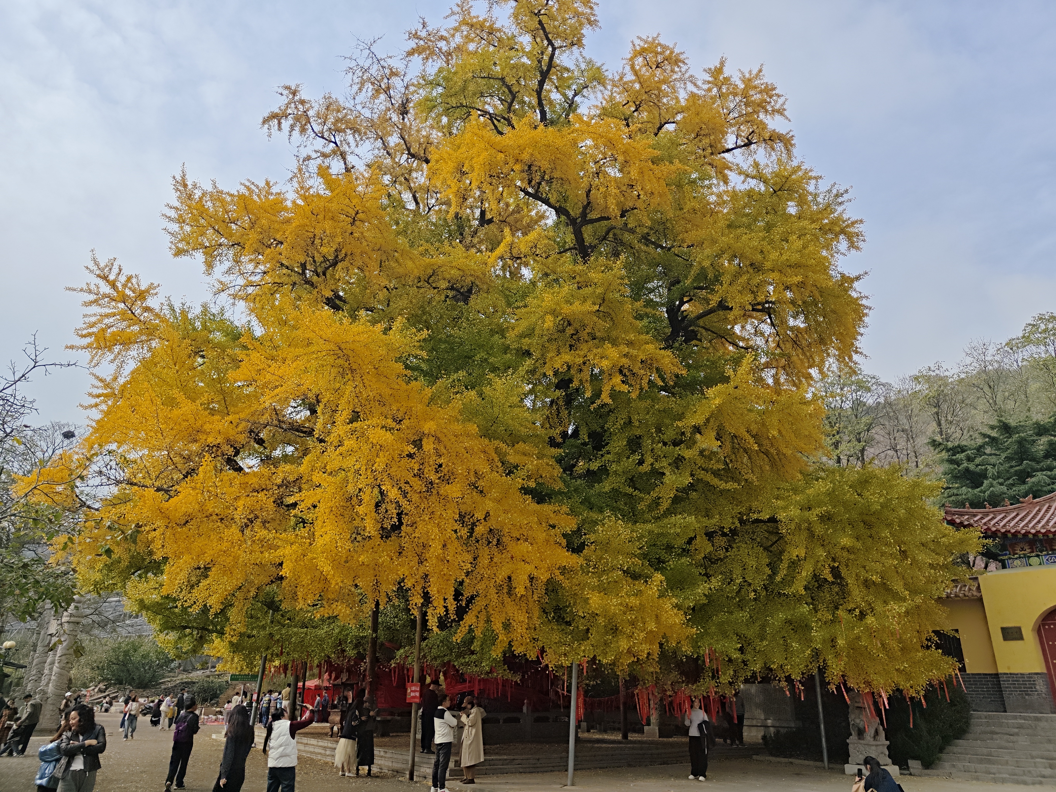 我见到过很多年岁很长的树木,譬如几百年的楸树,黄连木,流苏,枣树