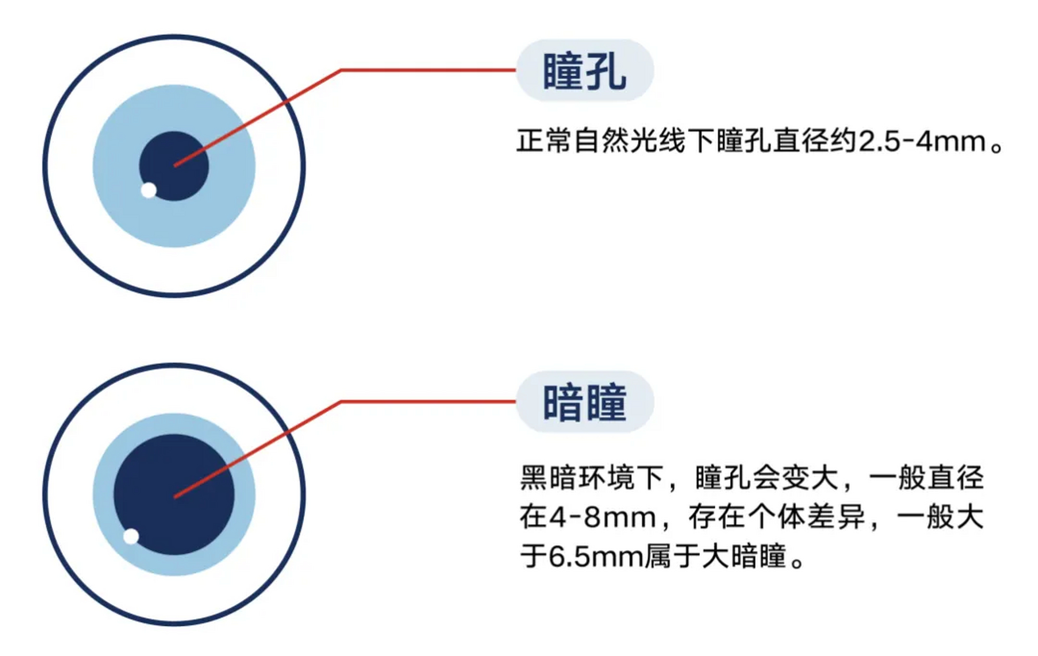 瞳孔是眼睛中控制进入光线量的结构