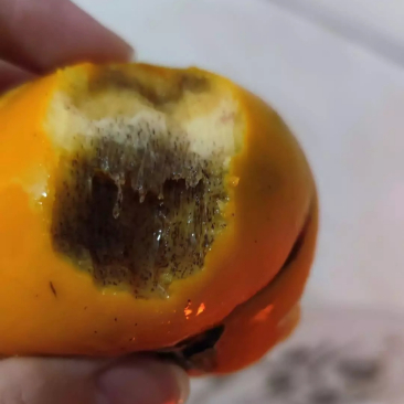 婆婆送过来的柿子,咬一口发现发霉了,这也太坑人了吧!