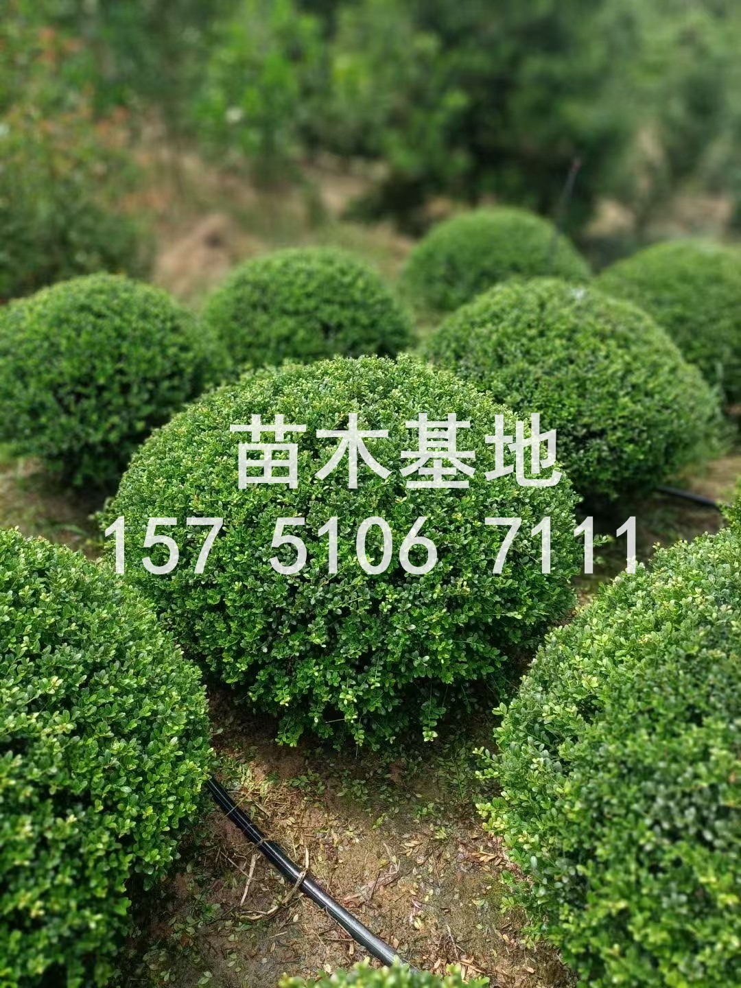 现在正是种树栽花的好时候像银杏桂花红叶石楠这些老熟人还是