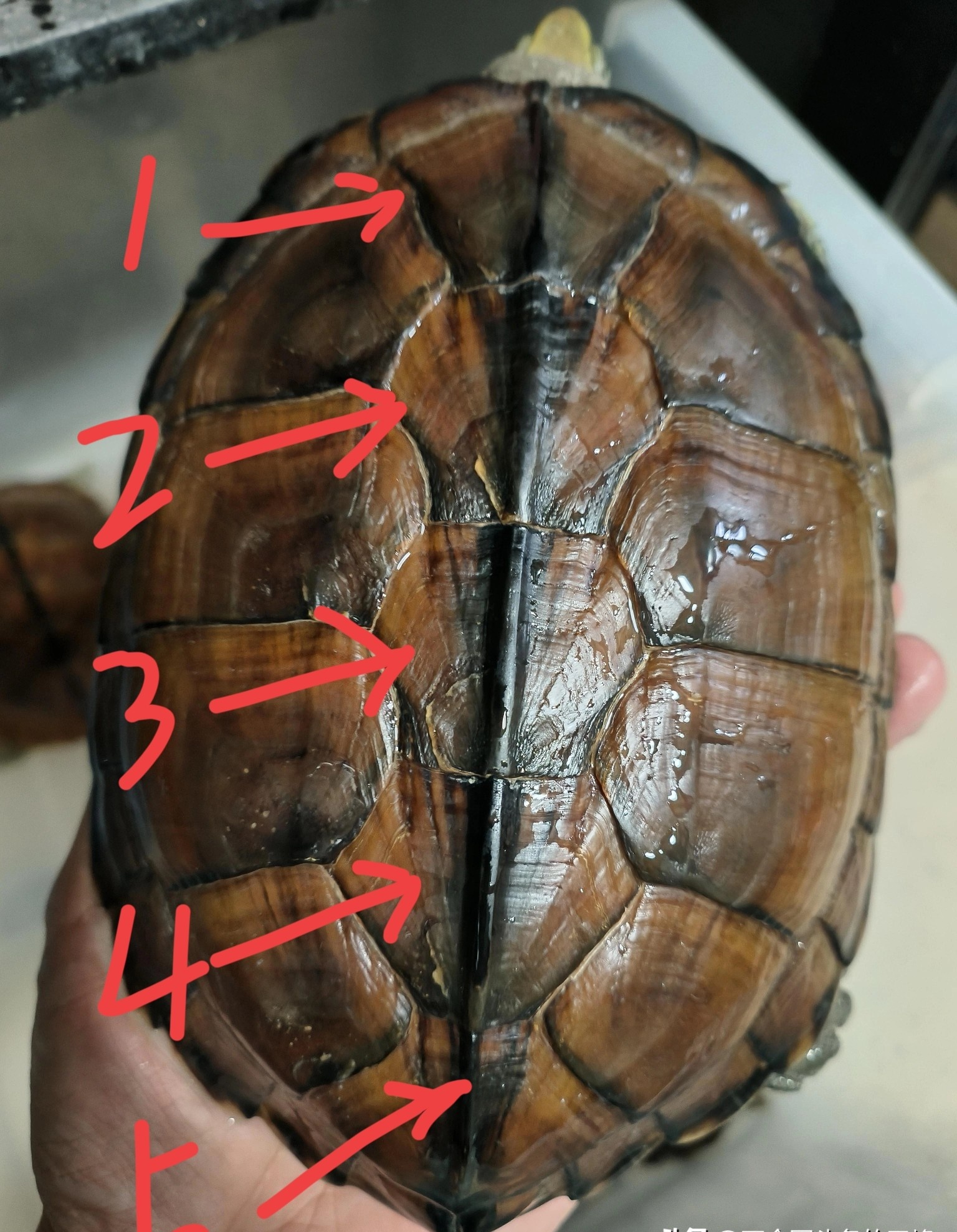 有没有养乌龟的行家看看我养的这两只乌龟为啥这只乌龟贝壳中线有六