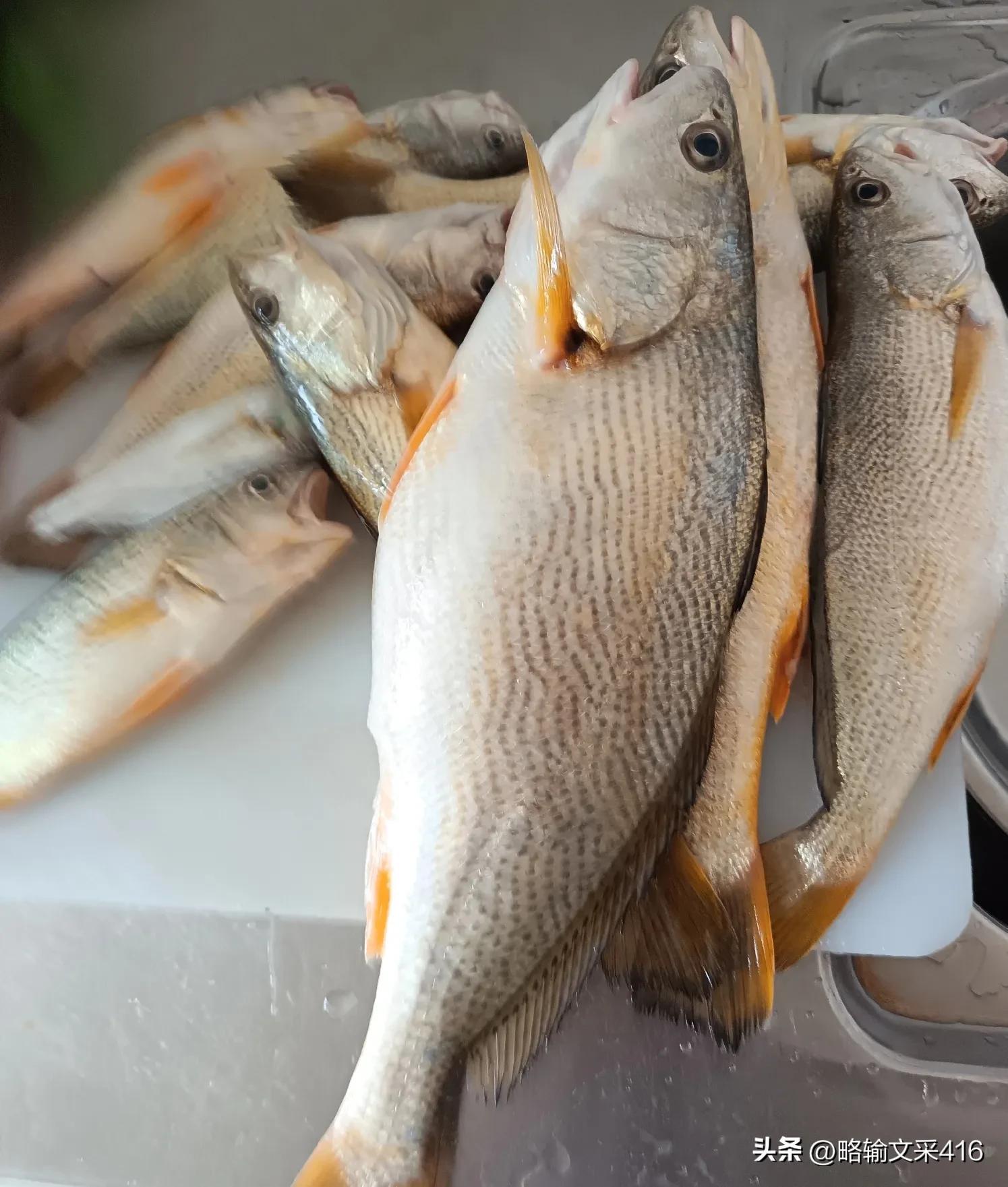 朋友在外面等我去钓鱼,我带2支渔竿,一块在奥帆基 海浮鱼图片黄姑鱼