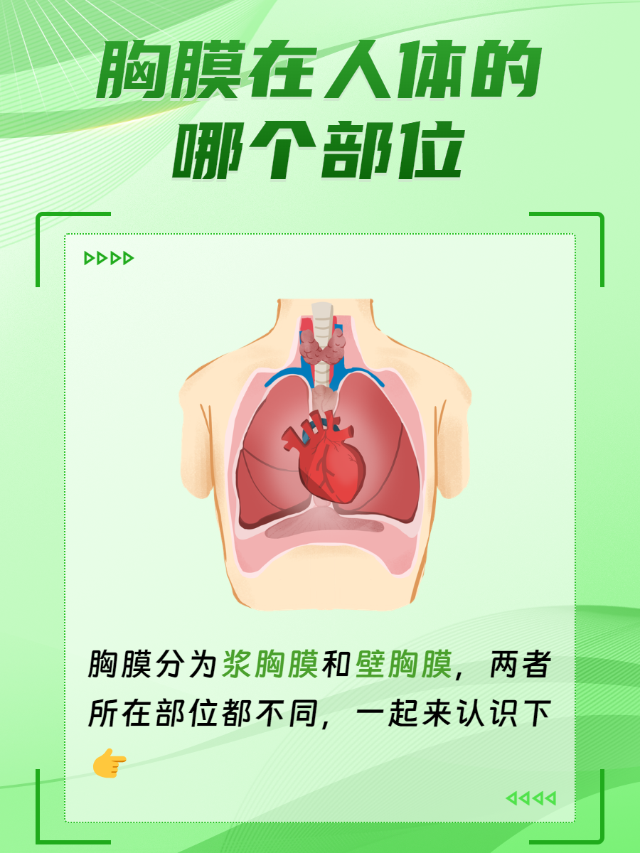 双肺准确位置图片图图片