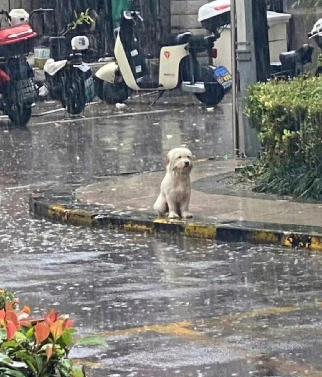 暴雨重制版沐浴图片