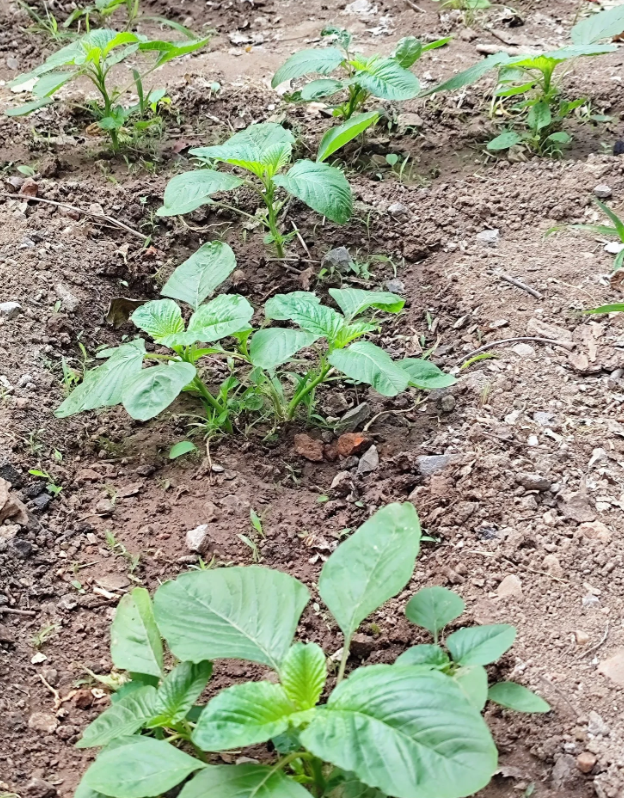 土萝卜丁野菜图片