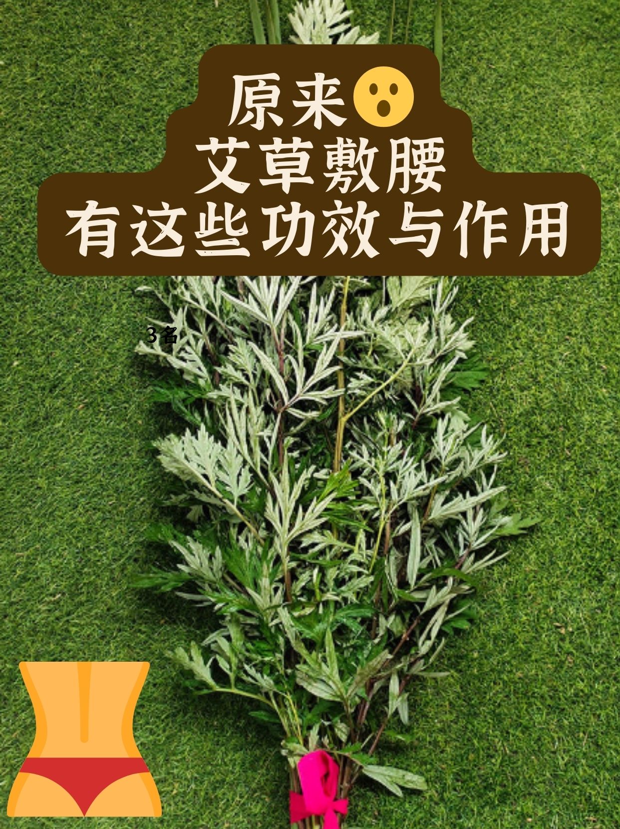 艾草壮阳图片