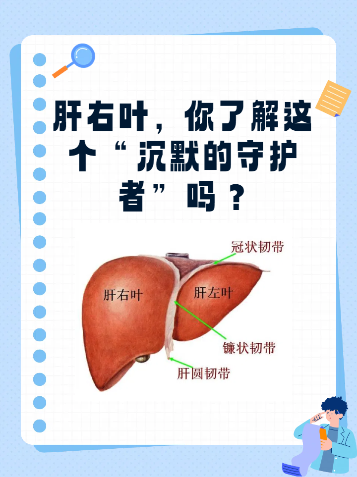 肝右叶,你了解这个"沉默的守护者"吗?