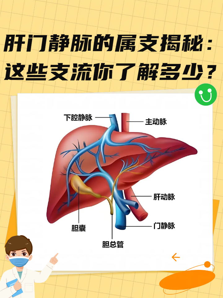 肝门静脉的属支揭秘:这些支流你了解多少?