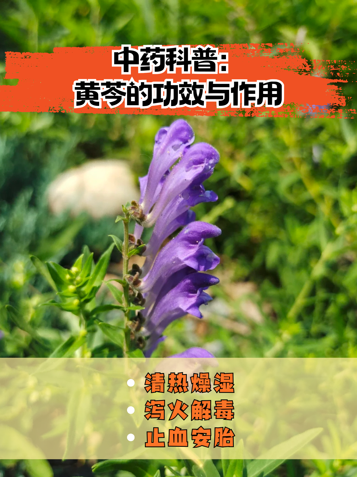 中药科普:黄芩的功效与作用  在中药的世界里,黄芩以其独特的清热燥湿