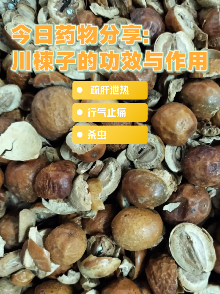 川冬子的功效和作用是什么的简单介绍