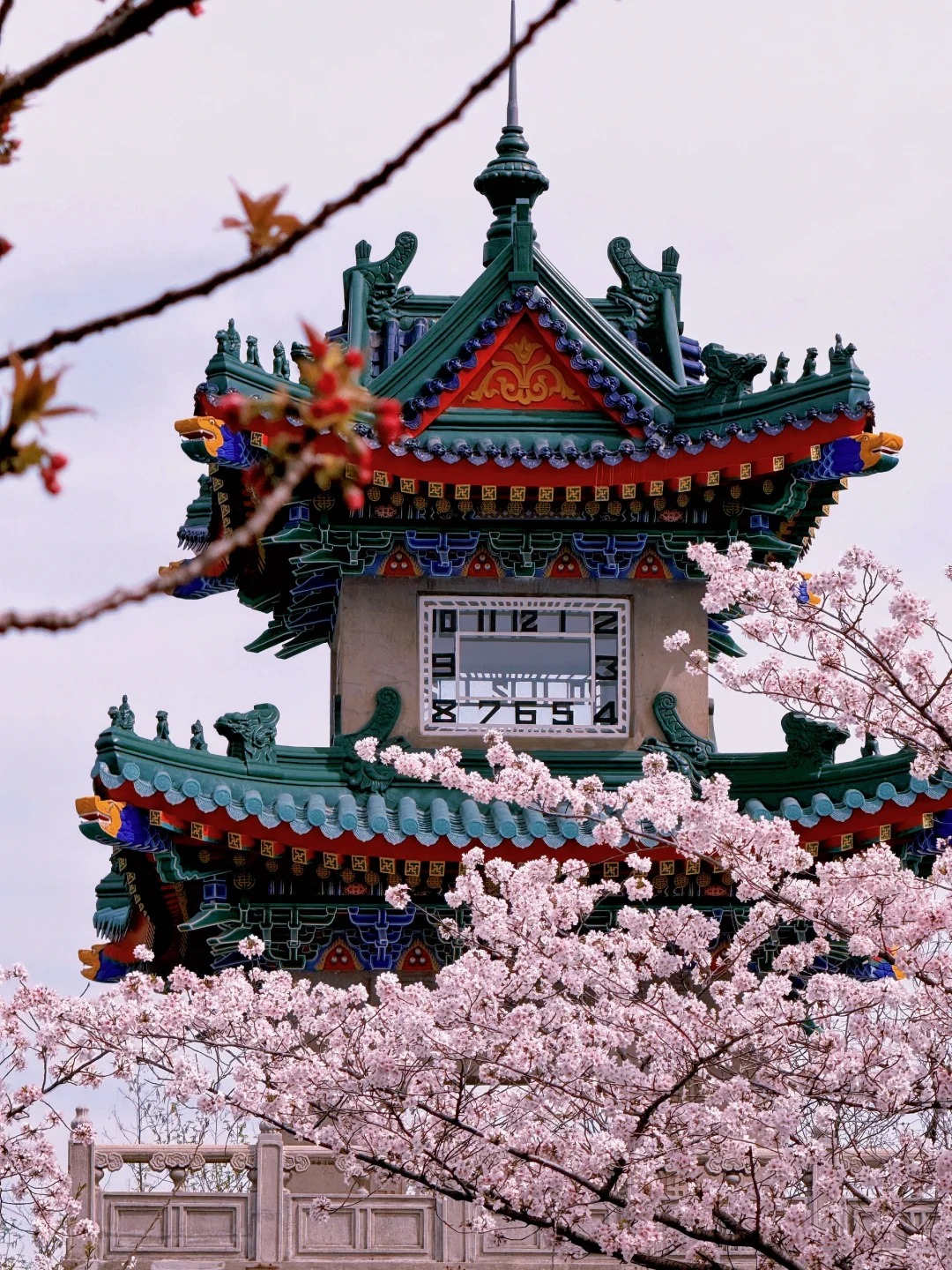 鸡鸣寺路粉樱盛放,400米樱花隧道美到