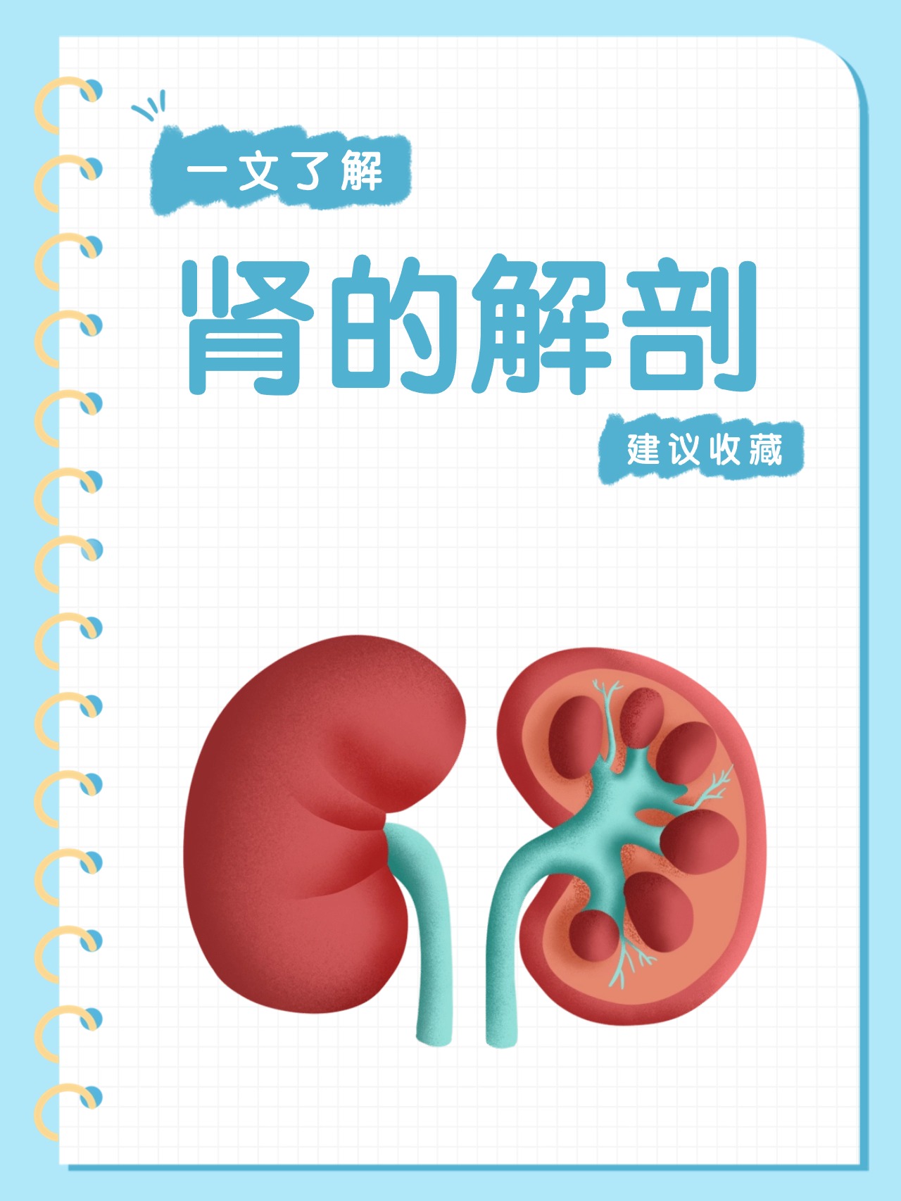 七下生物书肾(七下生物肾单位示意图)  第1张