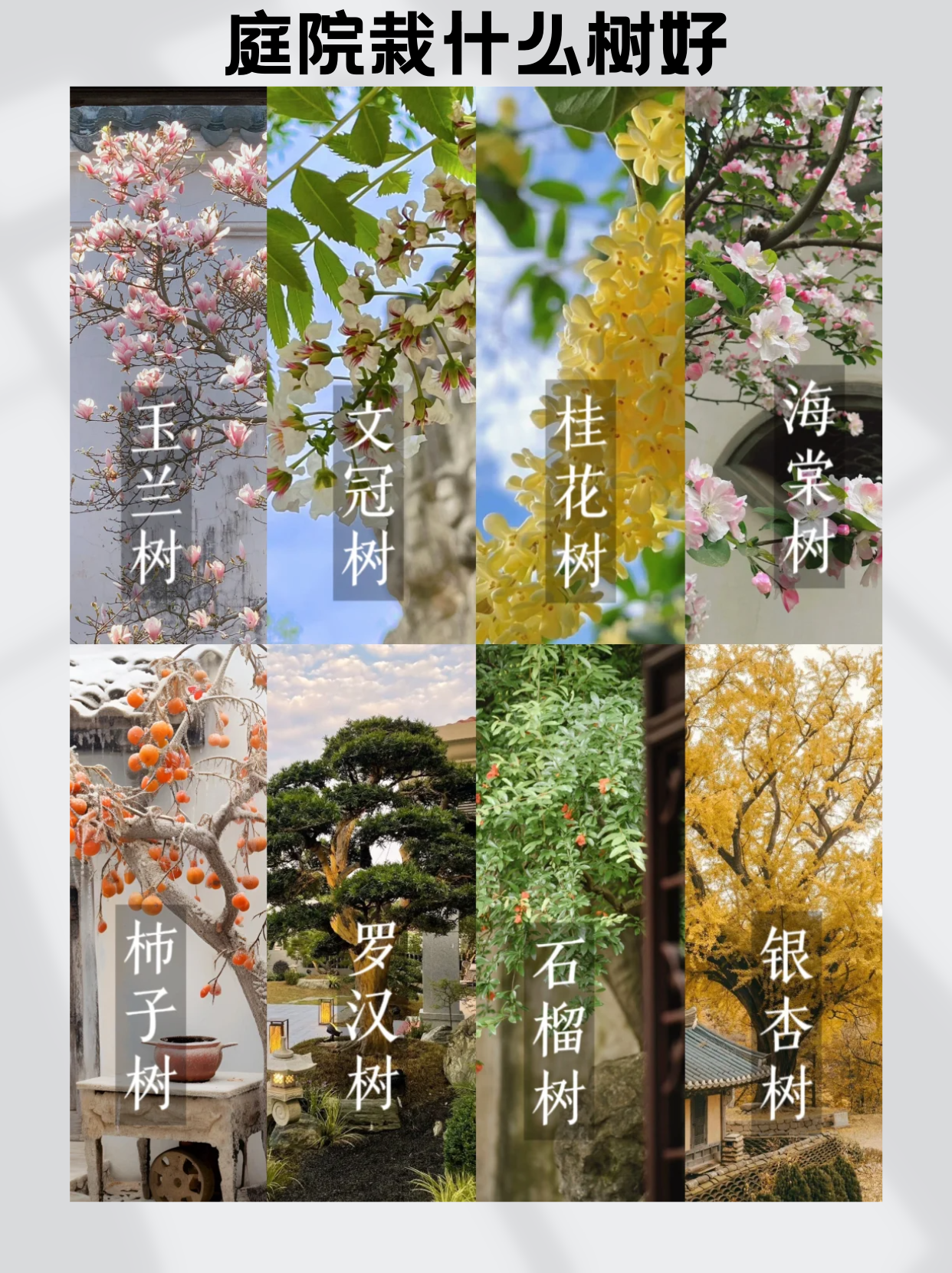 桂花树景观平面图图片