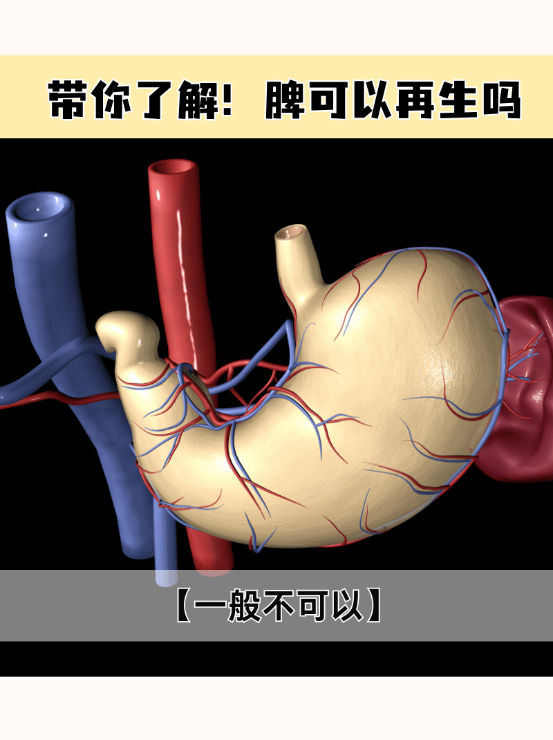 脾包膜图片