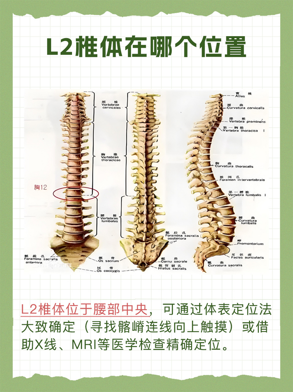 L2椎体位置图片