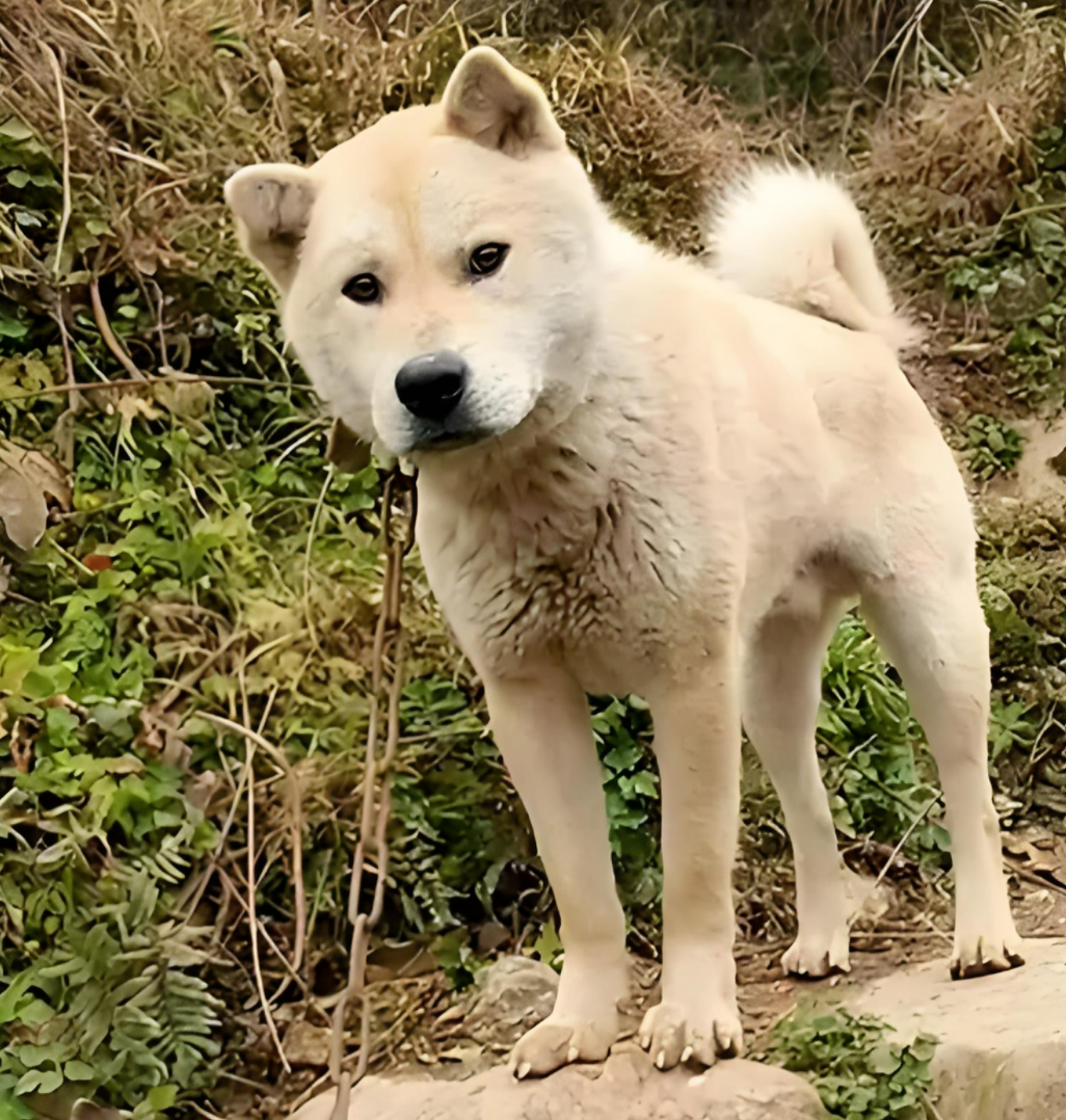 为什么怕狗的人容易吸引狗百科在线