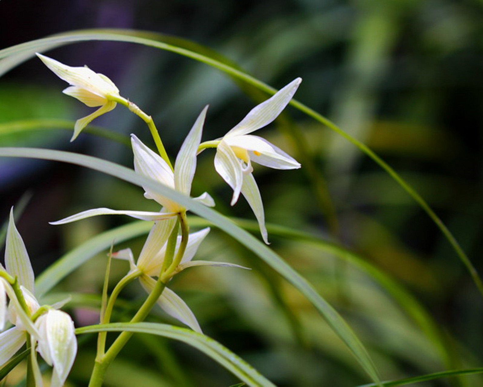 曾经的云南名品—小雪素,曾价值百万一苗,现在当"草"卖,从不生病,你