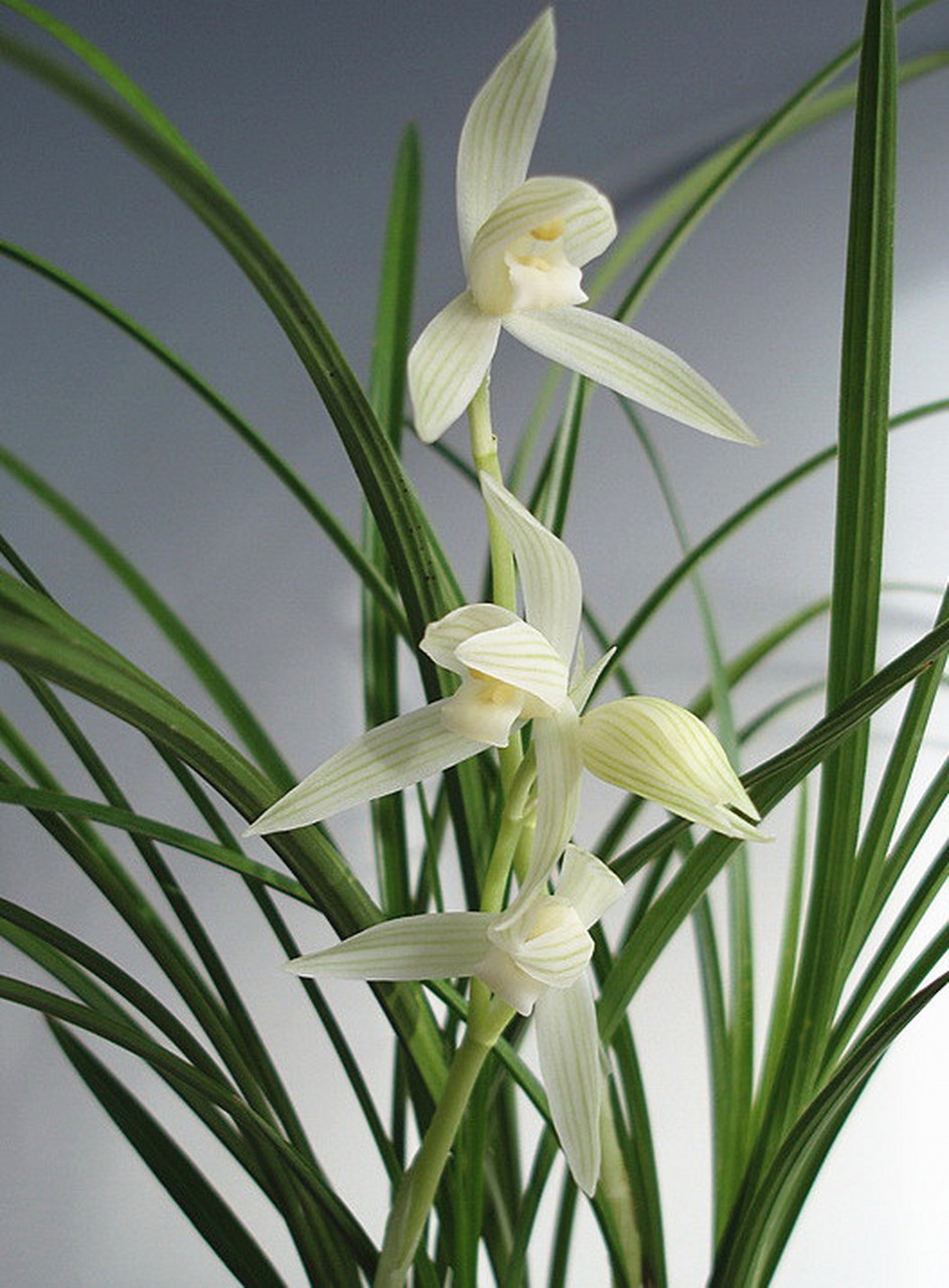 曾经的云南名品—小雪素,曾价值百万一苗,现在当"草"卖,从不生病,你