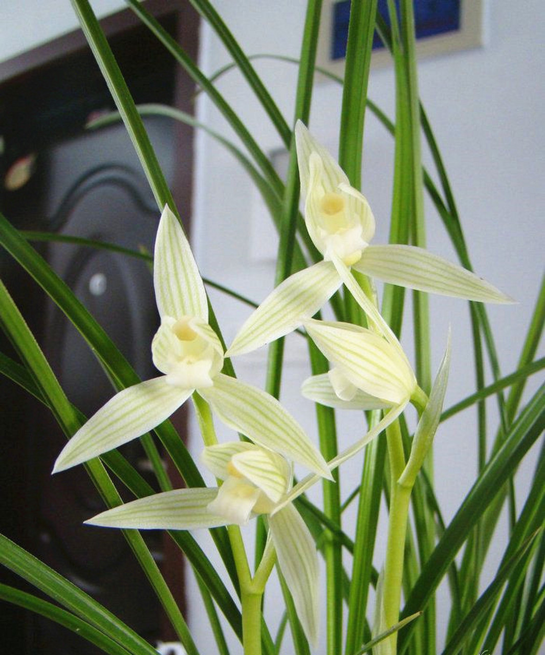 曾经的云南名品—小雪素,曾价值百万一苗,现在当"草"卖,从不生病,你