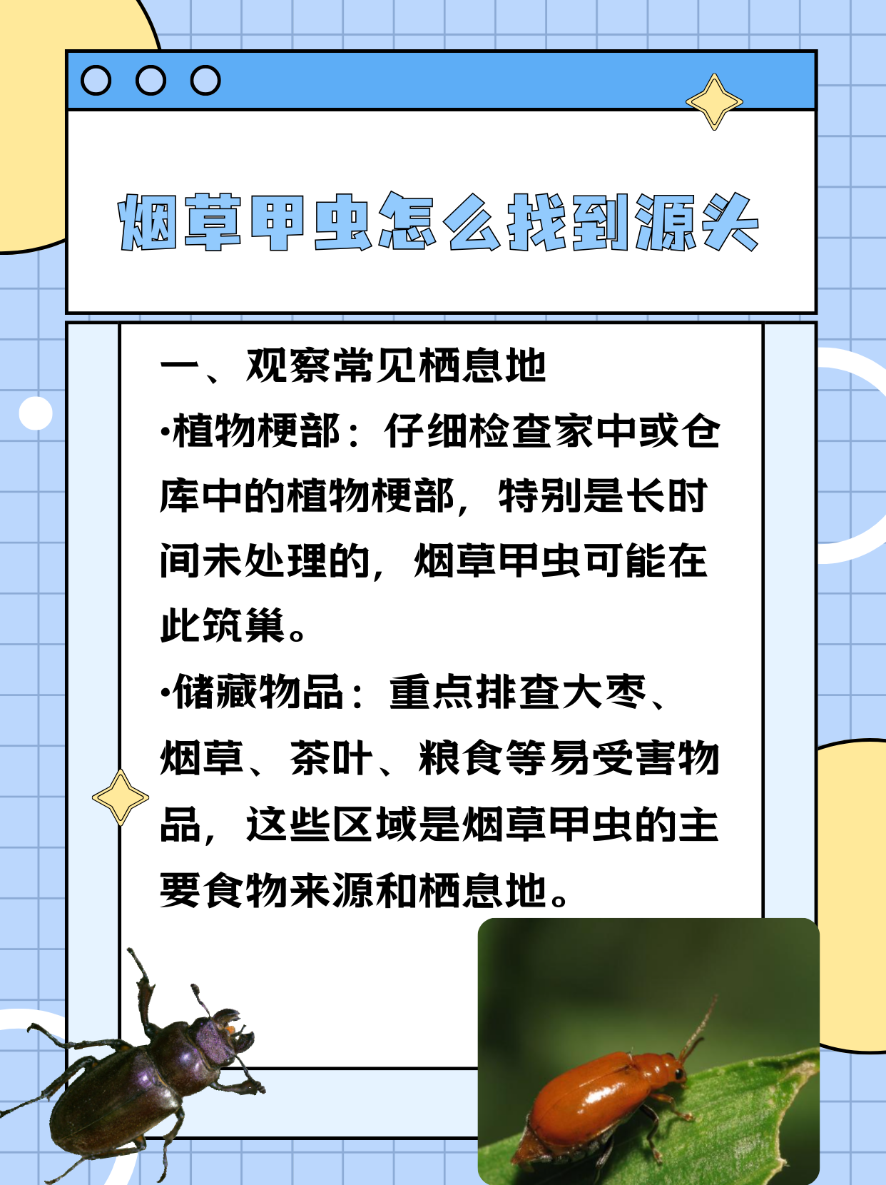 烟草甲虫怎么找到源头  一,观察常见栖息地 植物梗部:仔细检查家中或