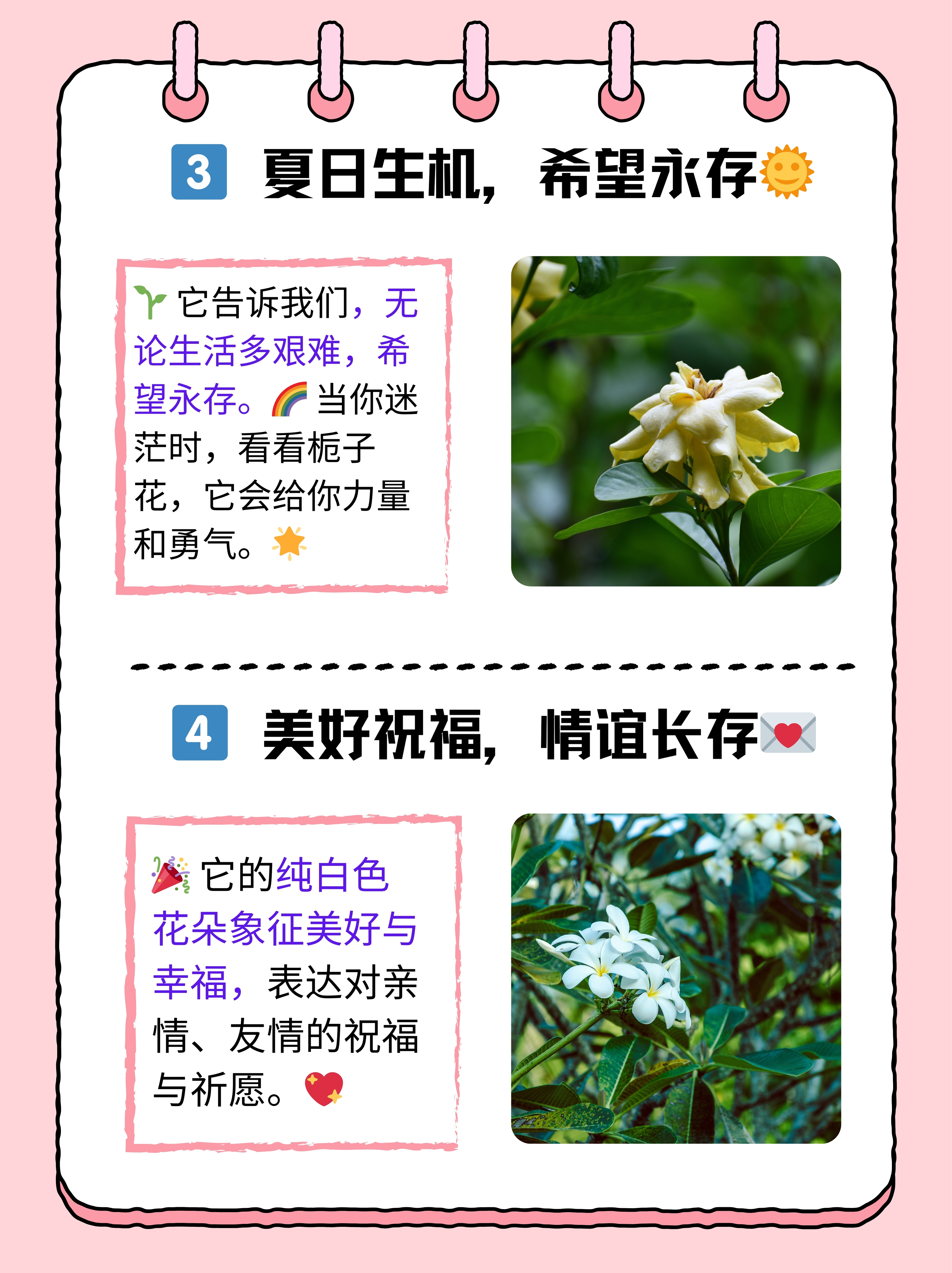 栀子花十大忌讳图片