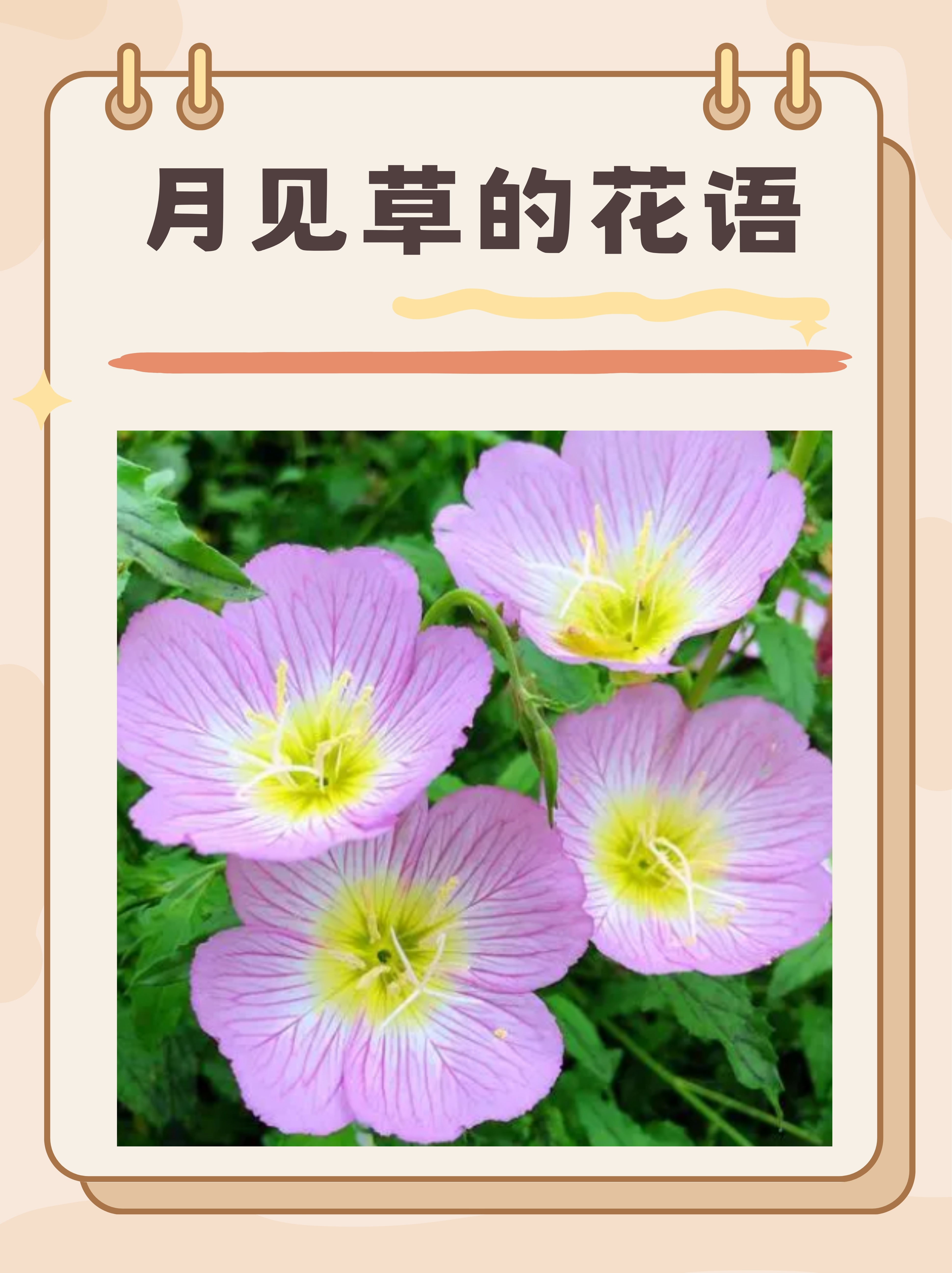 月见草的花语静谧夜色中的温柔守候