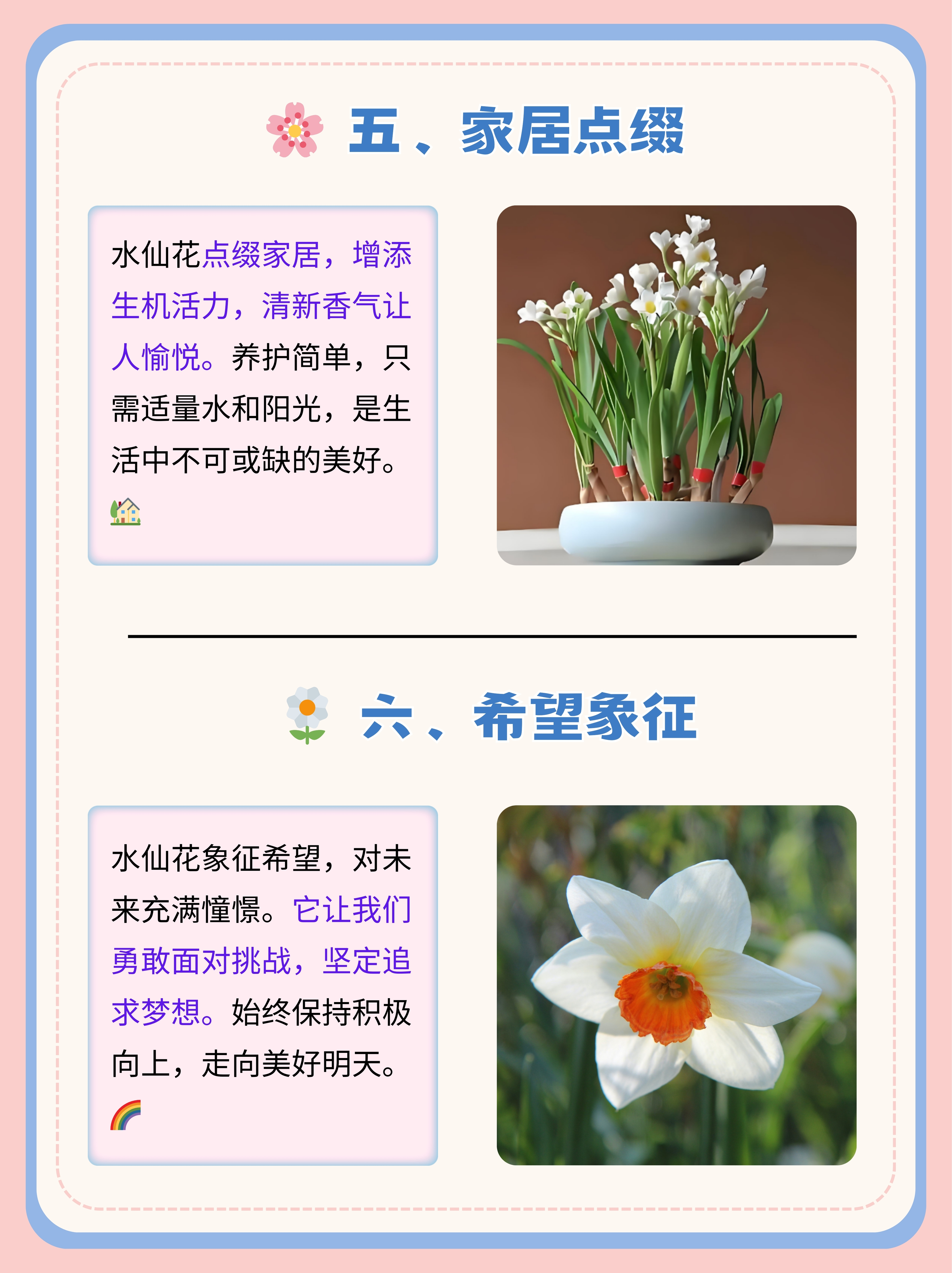 就像初雪覆盖的大地,一片洁白无瑕,水仙花那洁白的花瓣也象征着爱情