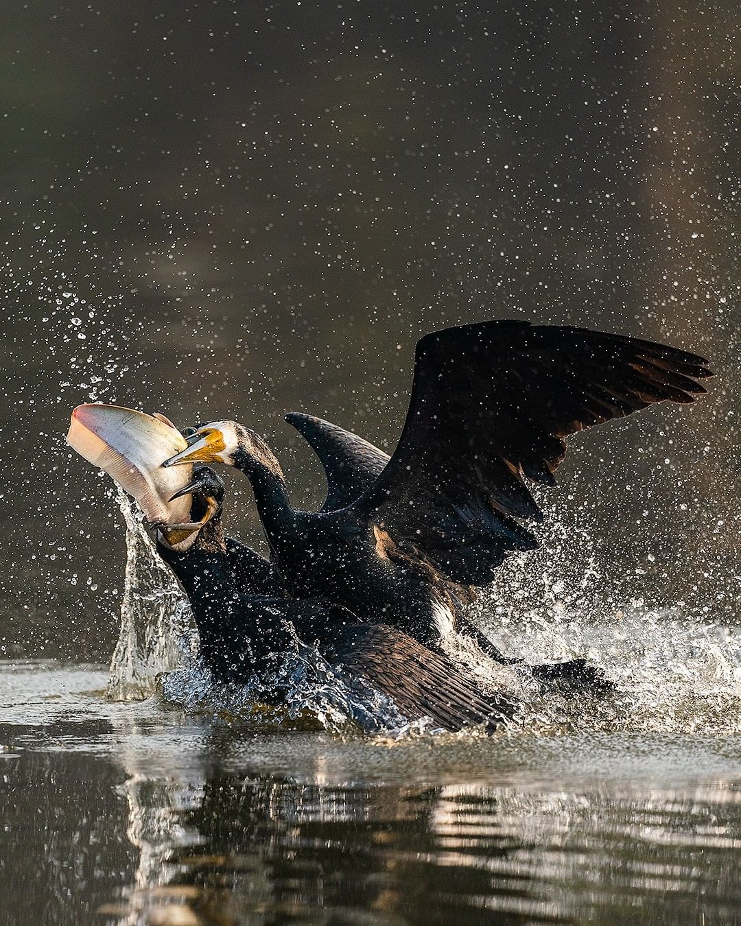 鸬鹚为鱼而战的一些疯狂片段