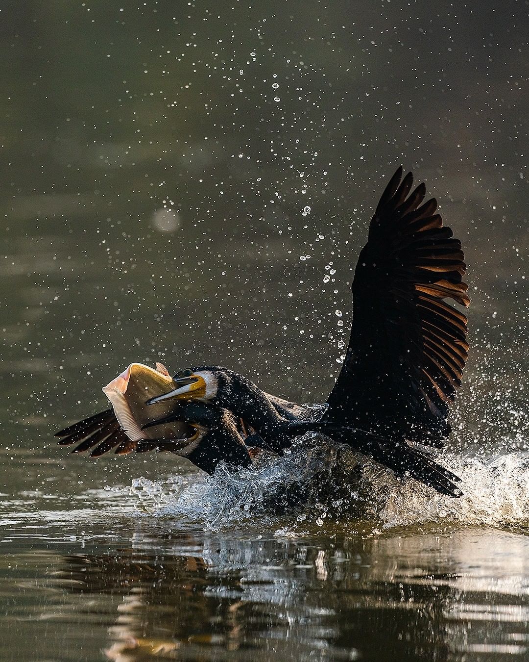 鸬鹚为鱼而战的一些疯狂片段