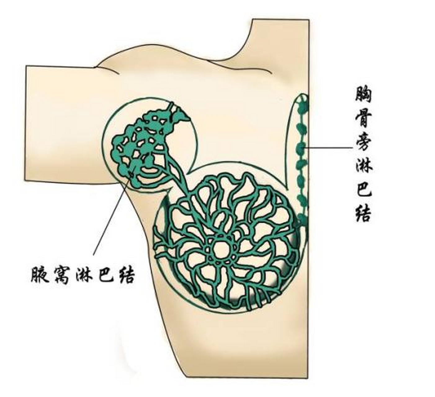 内乳淋巴结解剖位置图片